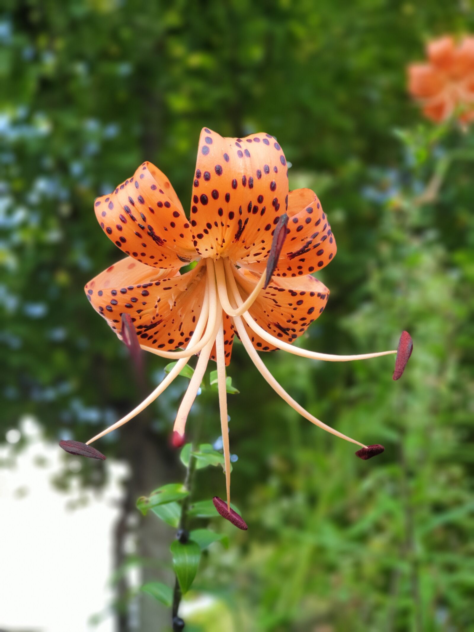 Samsung Galaxy Note9 sample photo. Flowers, lily, nature photography
