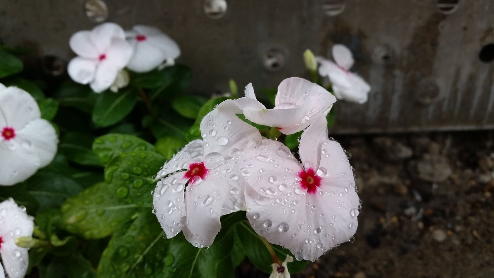 Samsung Galaxy S5 sample photo. Flower, raindrops, dew photography