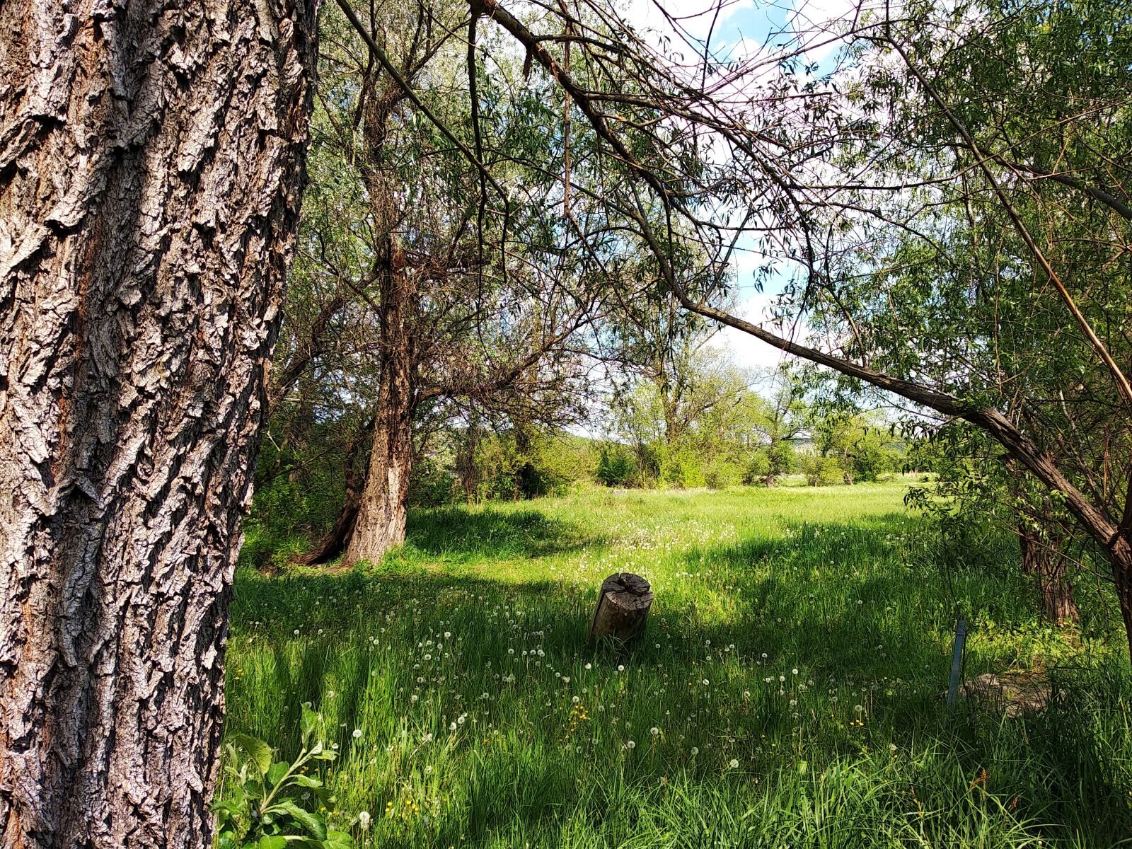 Xiaomi Redmi 5 Plus sample photo. Nature, grass, forest photography