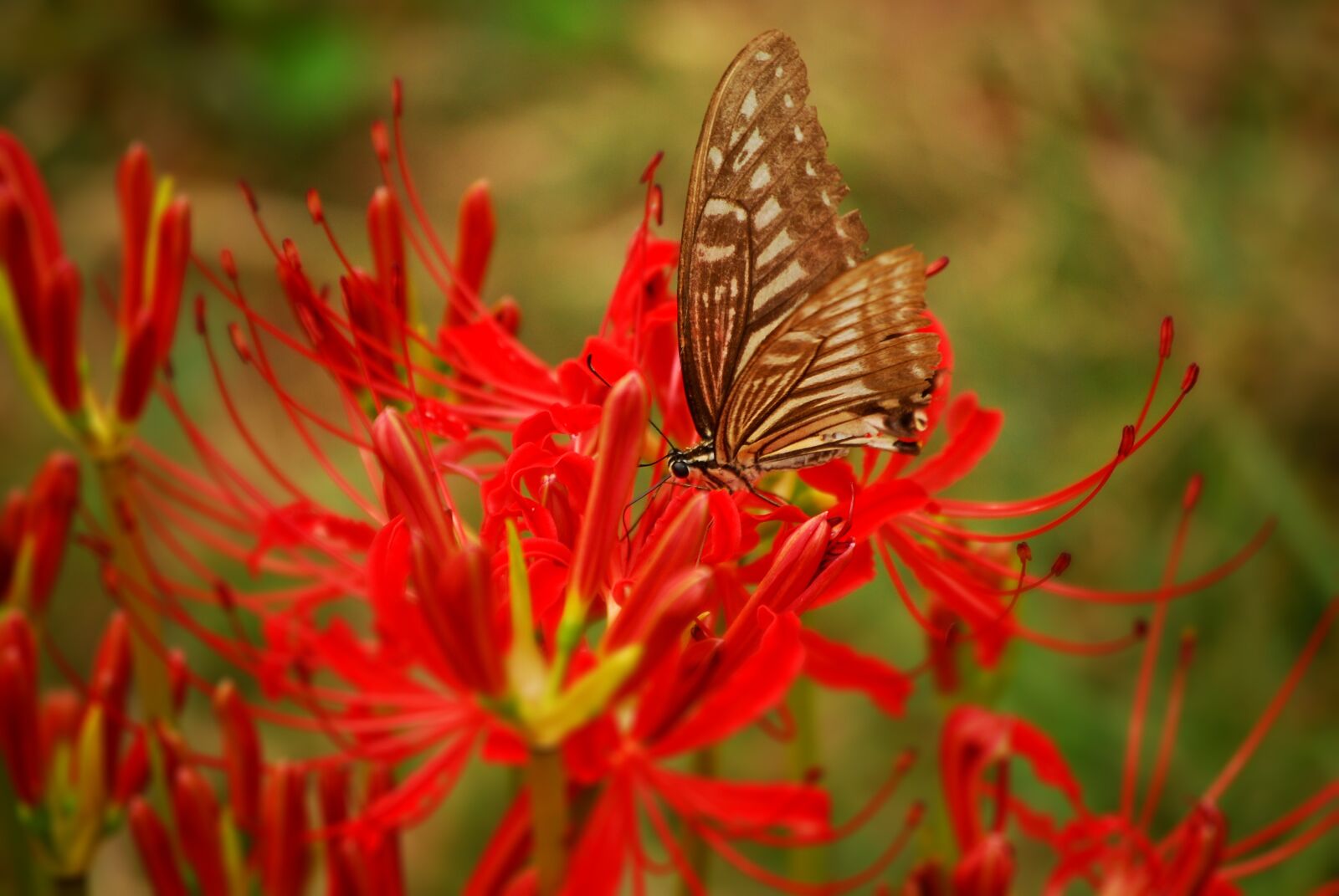 Nikon D60 sample photo. Flowers, butterfly, swallowtail photography