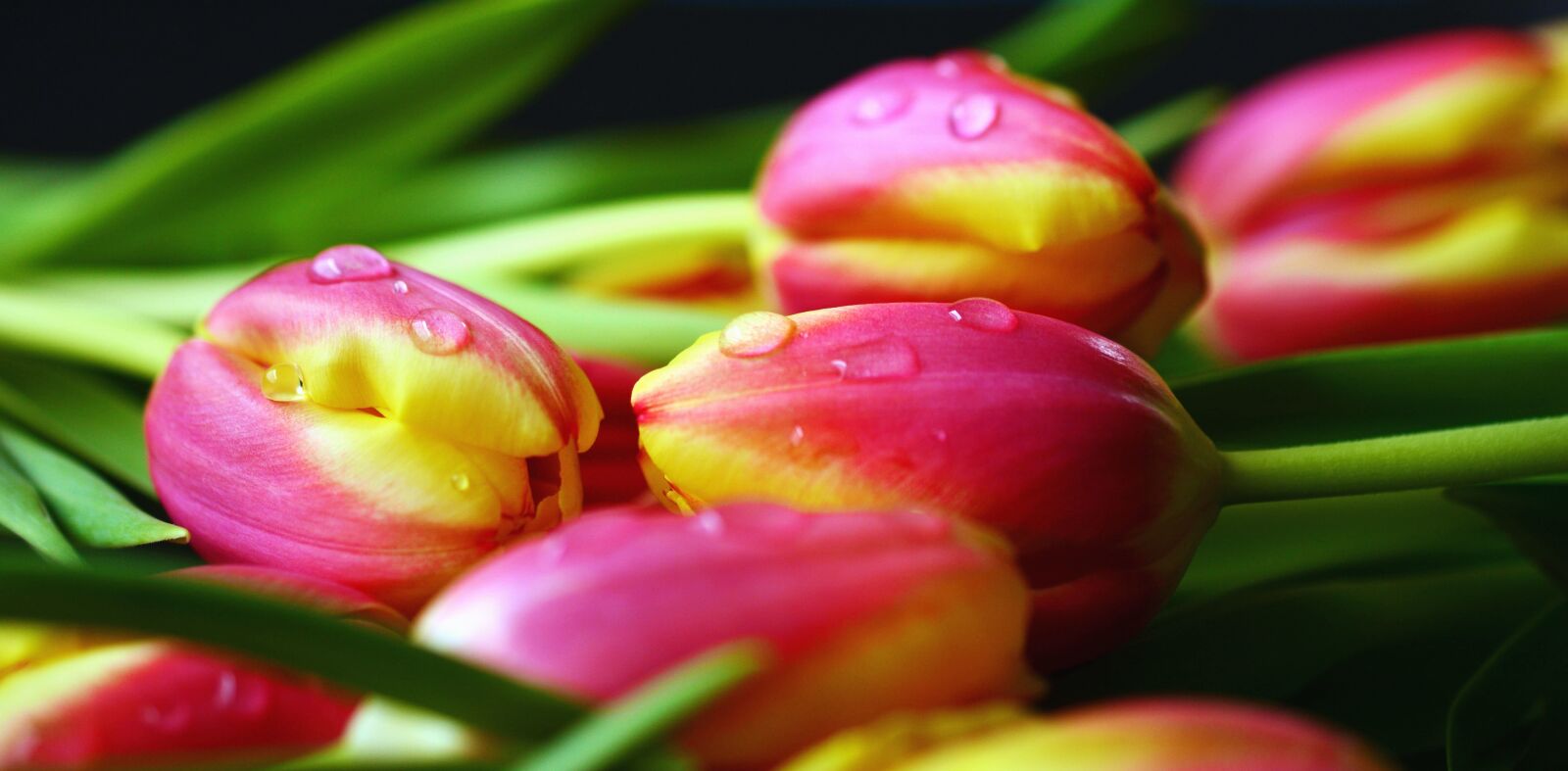 Nikon D5200 sample photo. Tulip, flower, petal, water photography