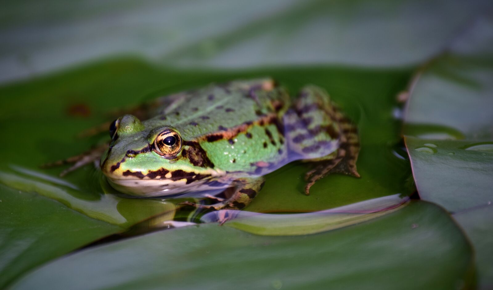 Nikon D3300 sample photo. Frog, green, green frog photography