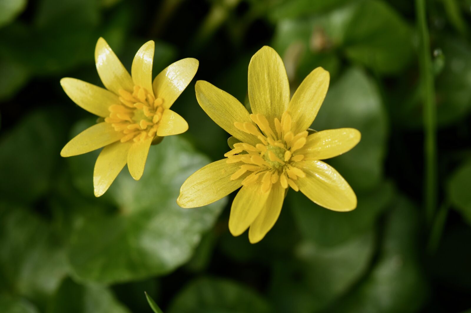 Nikon D5600 sample photo. Flowers, yellow flowers, buttercup photography