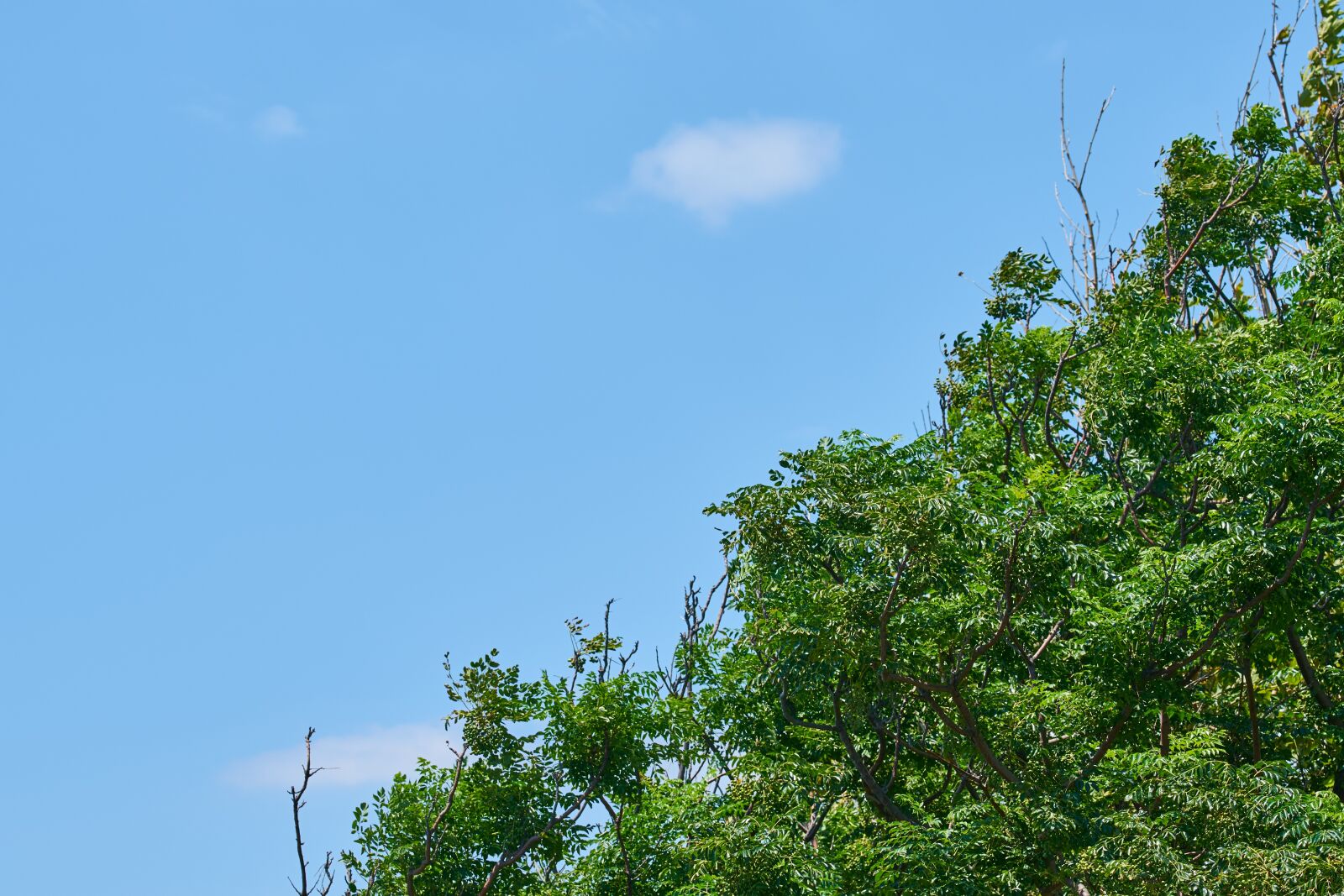 Sony FE 70-200mm F4 G OSS sample photo. Tree, sky, blue photography