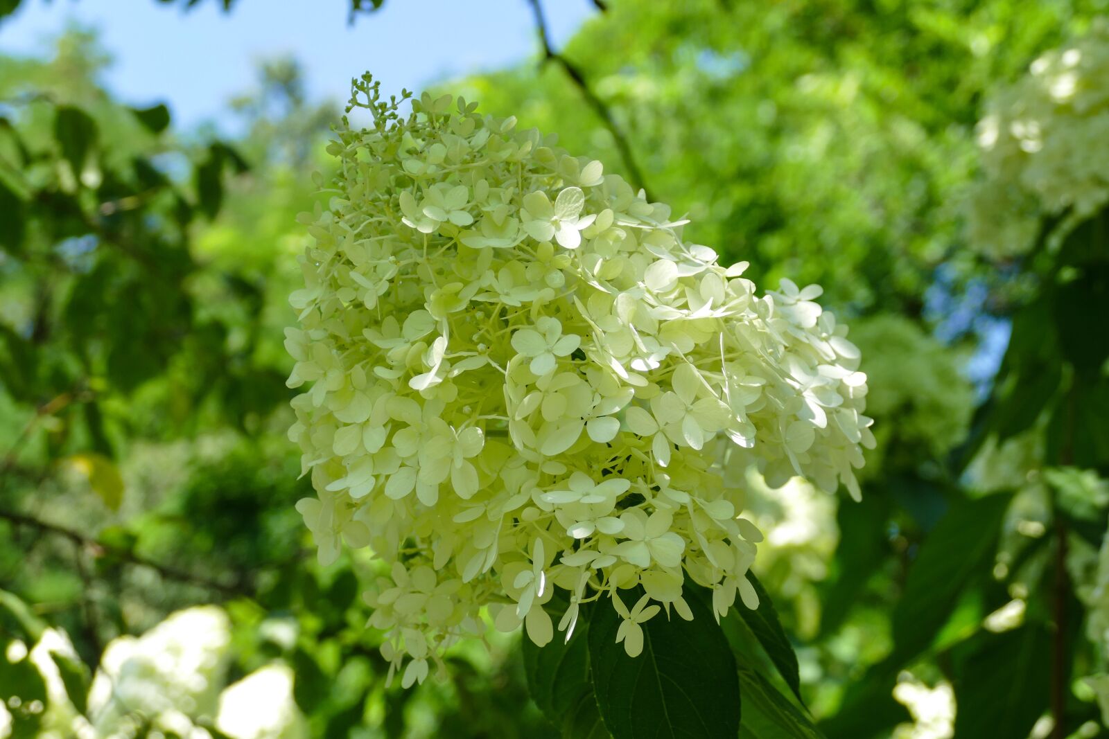 Panasonic Lumix DMC-FZ1000 sample photo. Hydrangea, flower, blossom photography