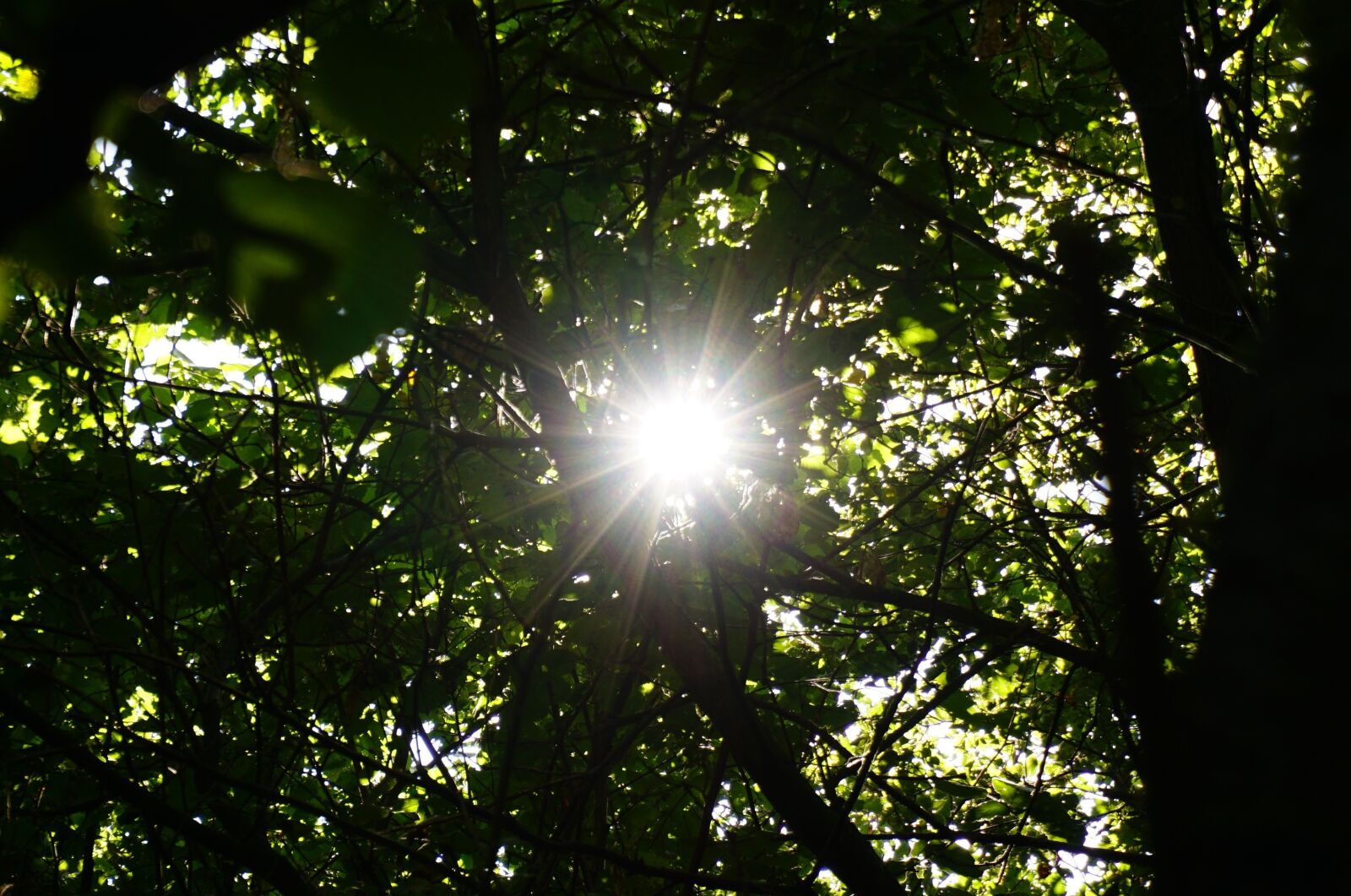 Sony a6000 sample photo. Sun, forest, shadow photography