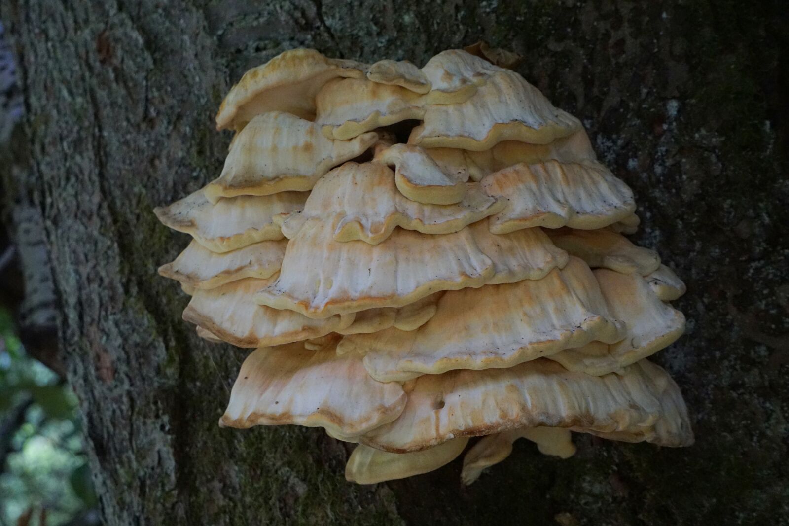 Sony E 55-210mm F4.5-6.3 OSS sample photo. Mushroom, tree, nature photography