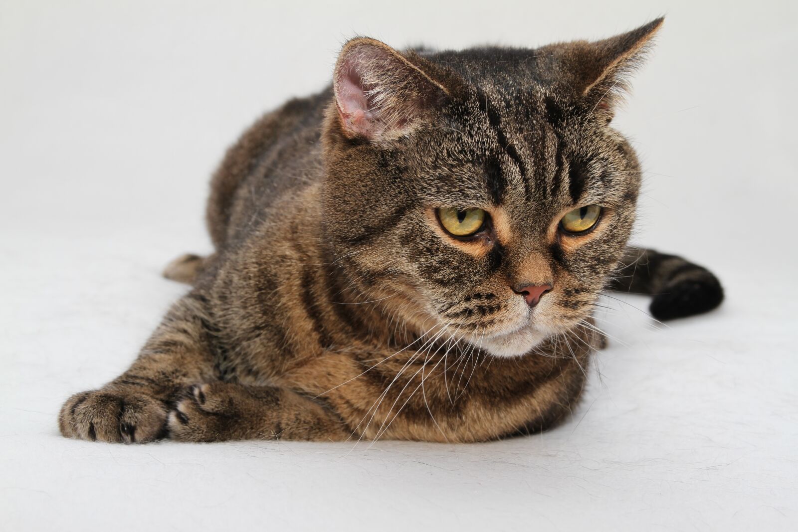 Canon EOS 7D sample photo. Cat, cat's eyes, domestic photography