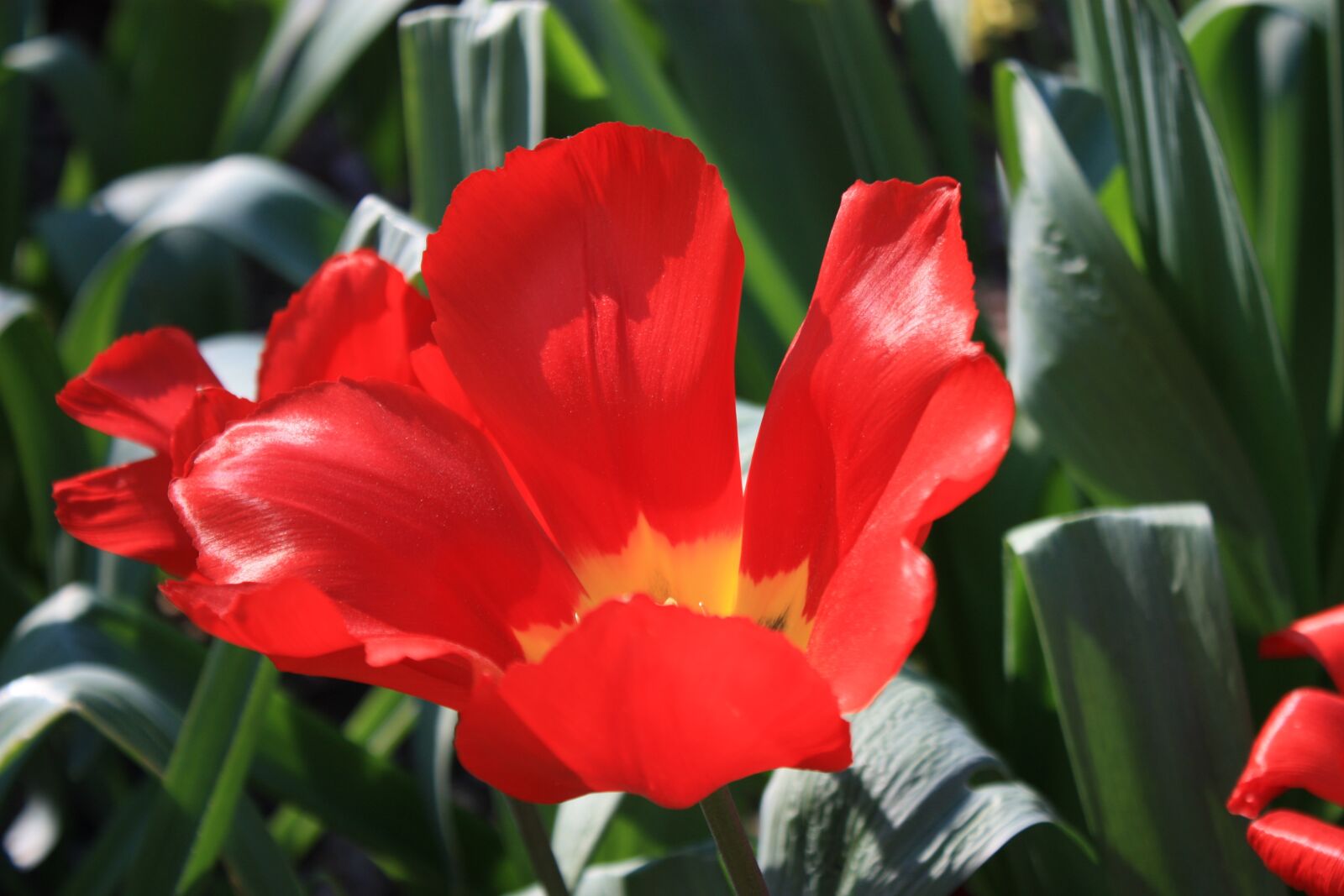 Canon EOS 450D (EOS Rebel XSi / EOS Kiss X2) sample photo. Tulip, spring, blossomed photography