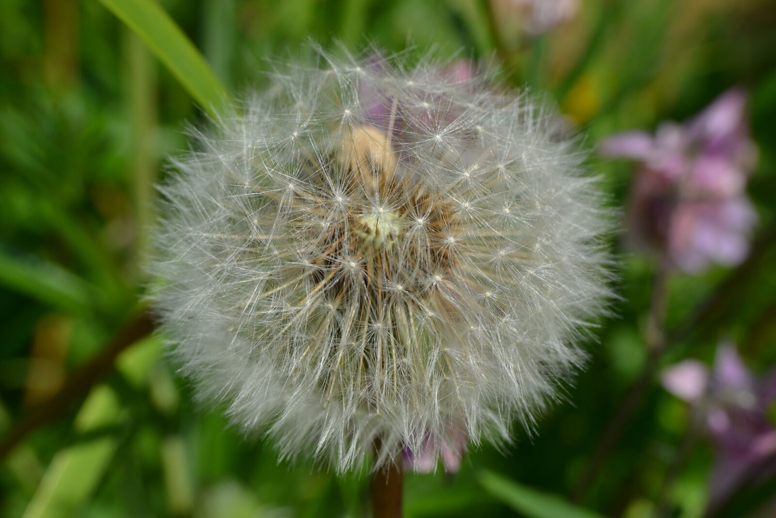 Nikon D3100 sample photo. Dandelion, seed, head photography