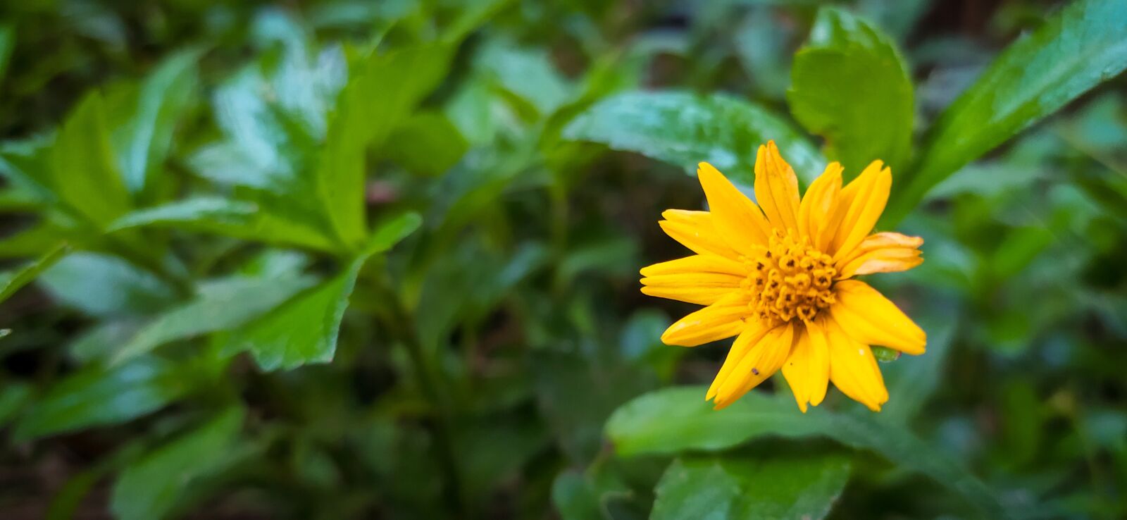 Xiaomi Redmi Note 8 sample photo. Flower, little flower, yellow photography