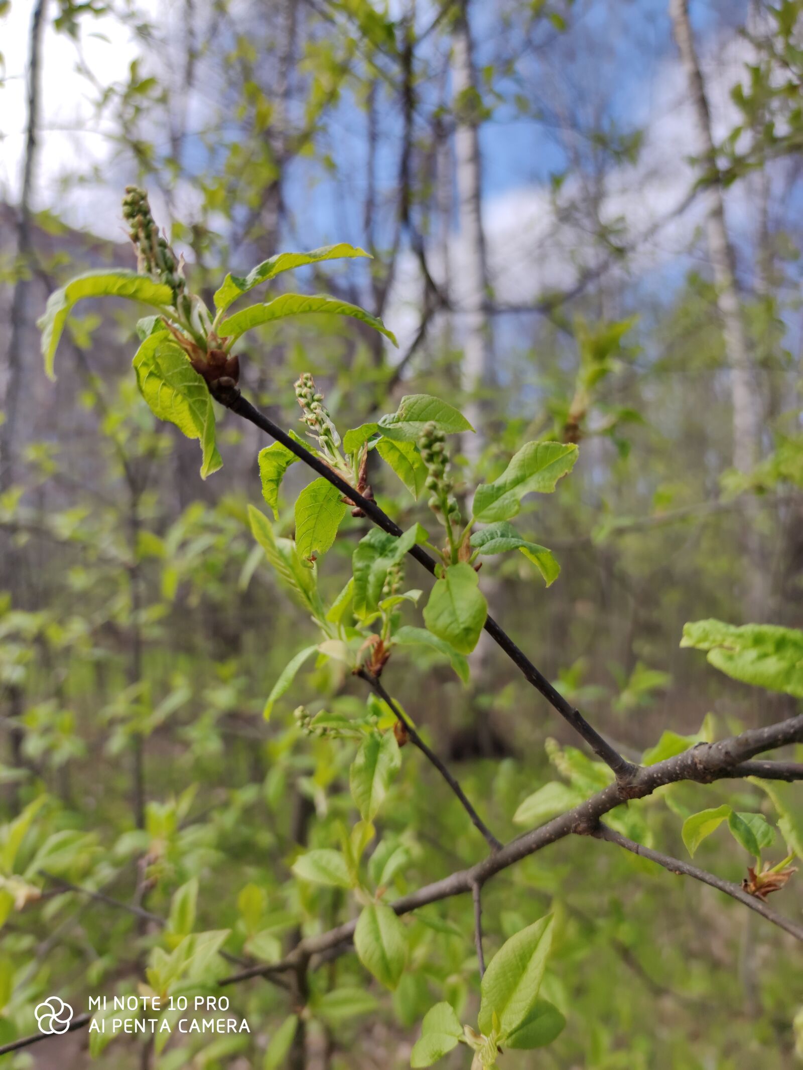 Xiaomi Mi Note 10 Pro sample photo. весна, дерево, природа photography
