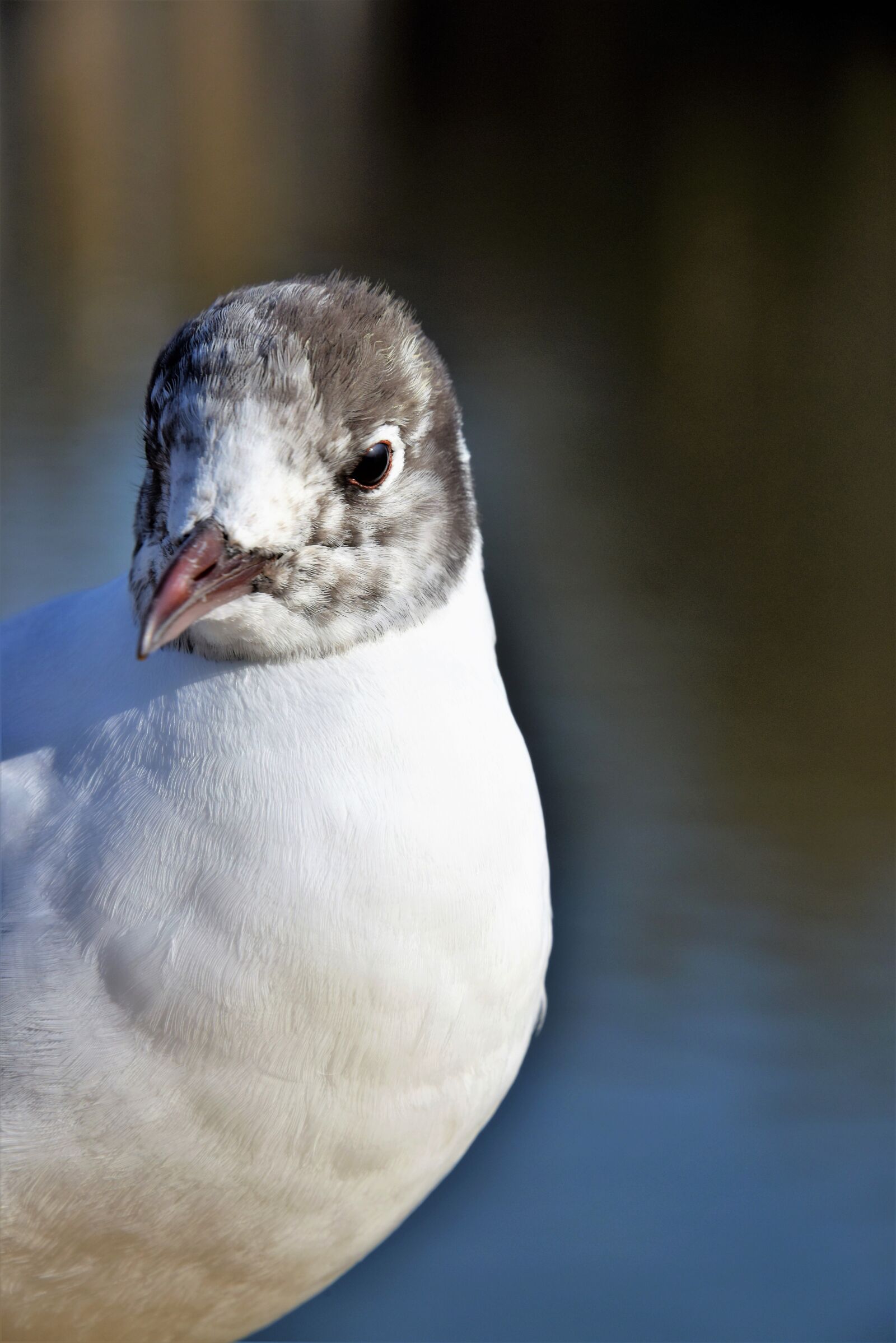 Nikon D810 sample photo. Seagull, juvenile, bird photography