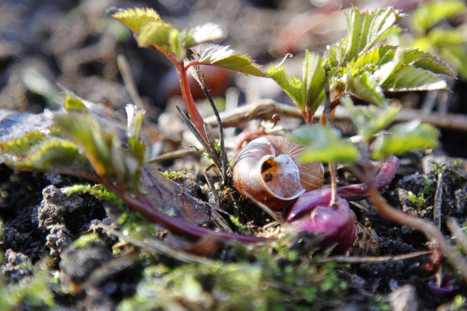 Canon EOS 7D sample photo. Nature, spring, bloom photography