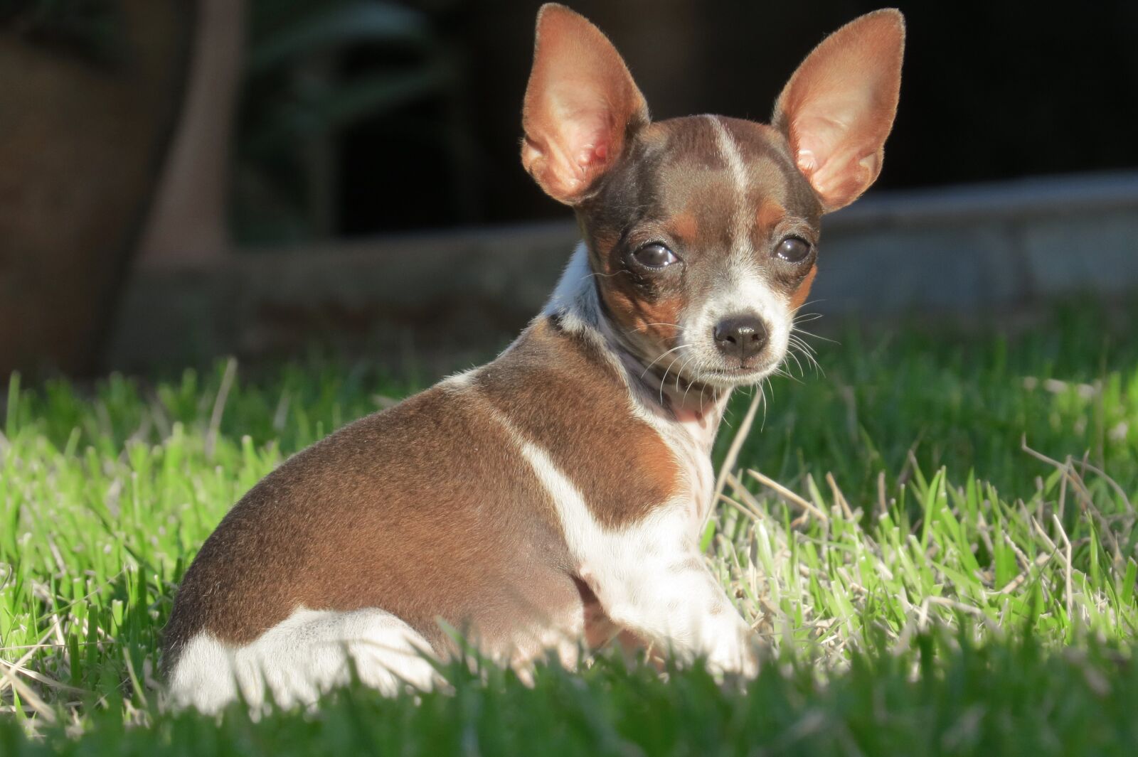 Canon PowerShot SX50 HS sample photo. Dog, puppy, mongrel puppy photography