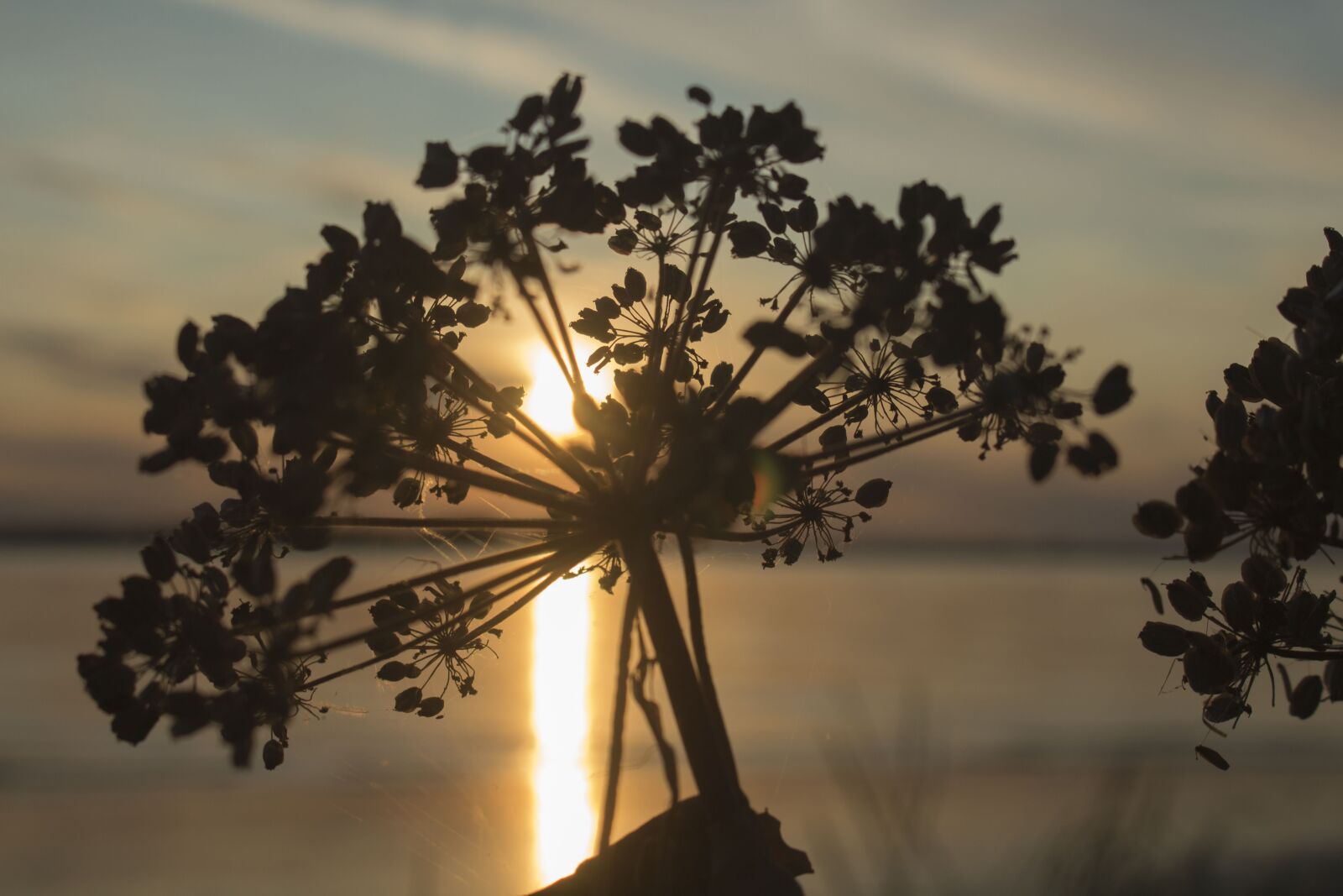 Canon EOS 700D (EOS Rebel T5i / EOS Kiss X7i) sample photo. Plant, shadow, sunset photography