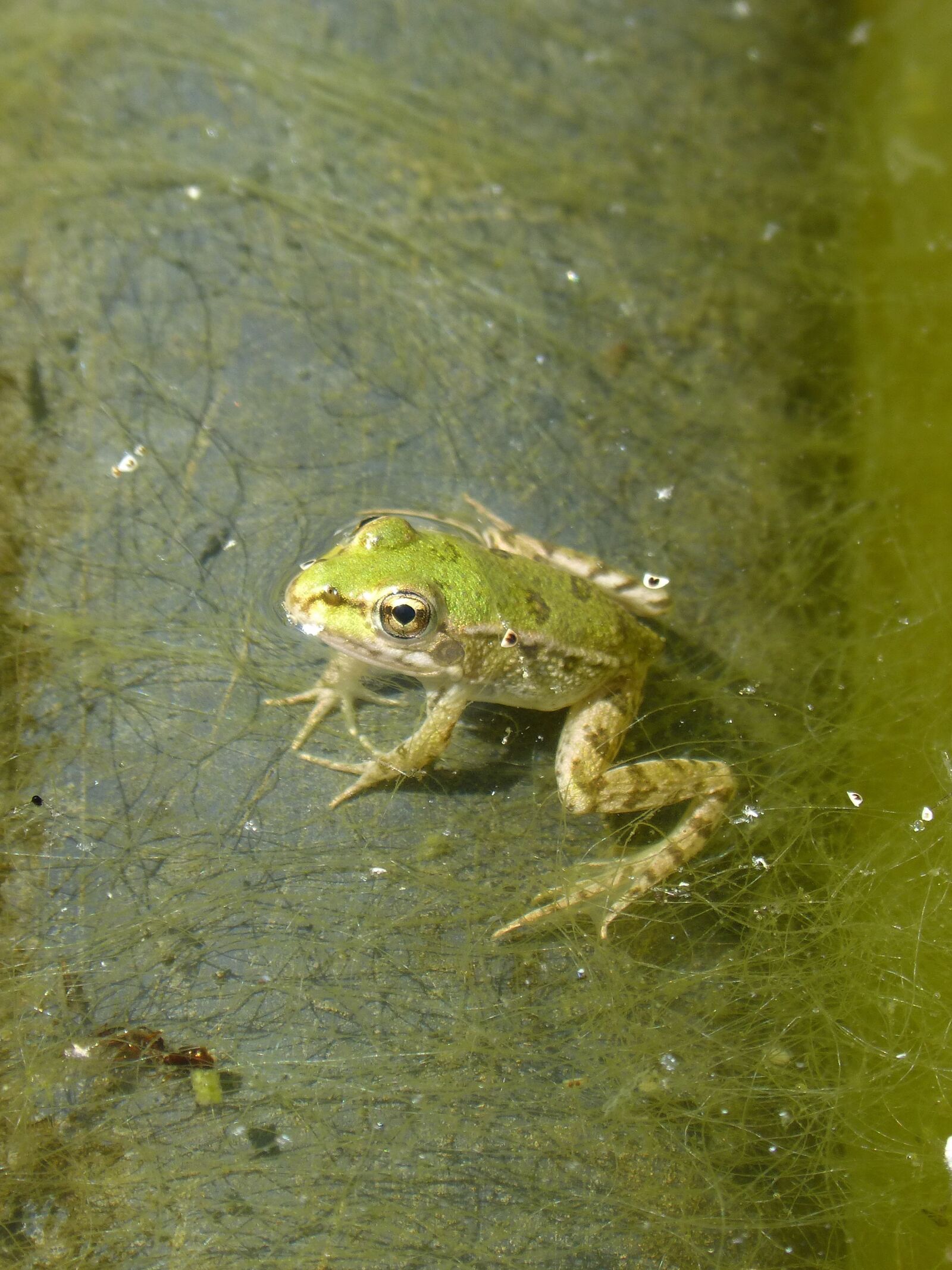 Panasonic DMC-FZ62 sample photo. Frog, batrachian, small photography