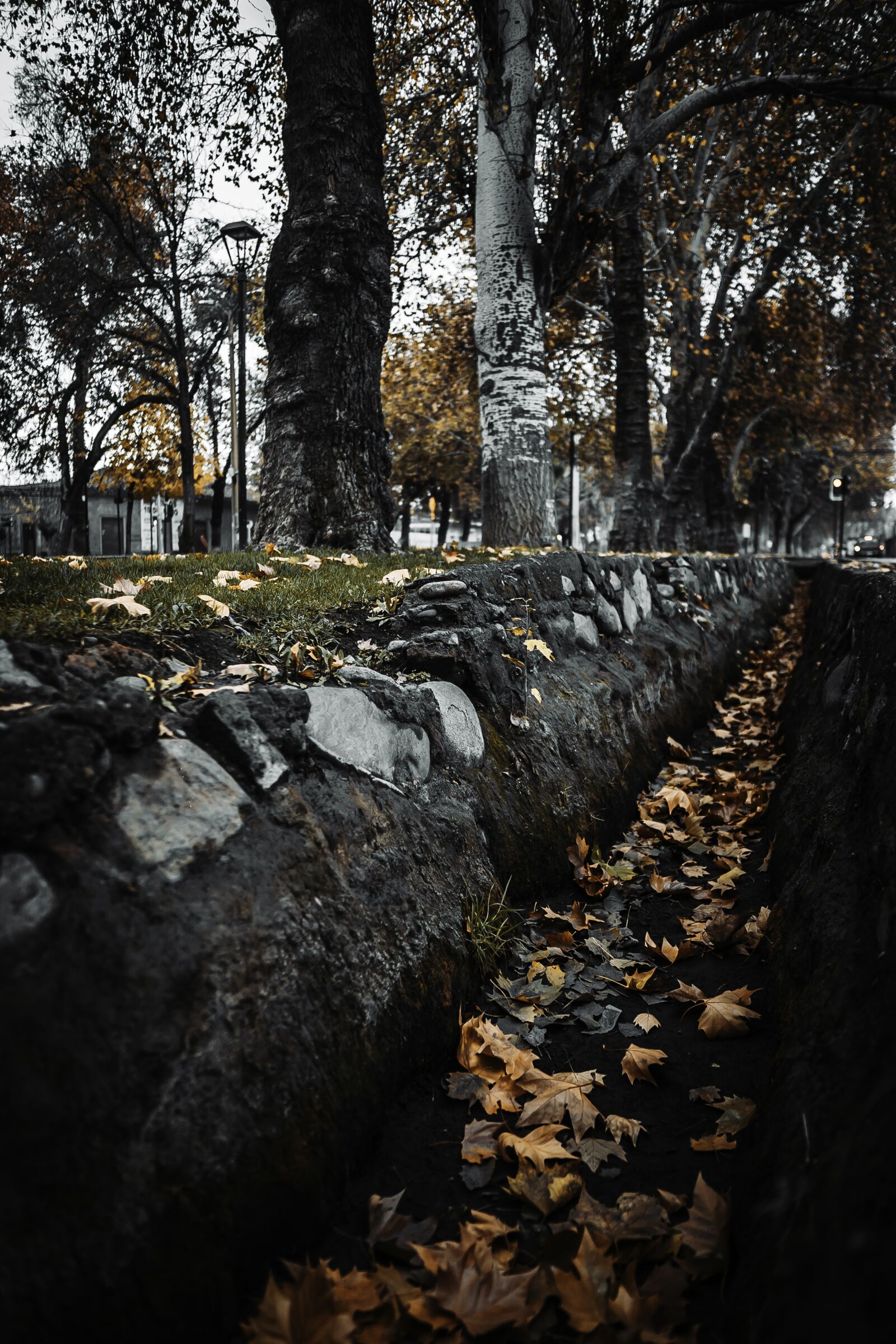 Sigma 16mm F1.4 DC DN | C sample photo. Arboles, hojas, colorful photography