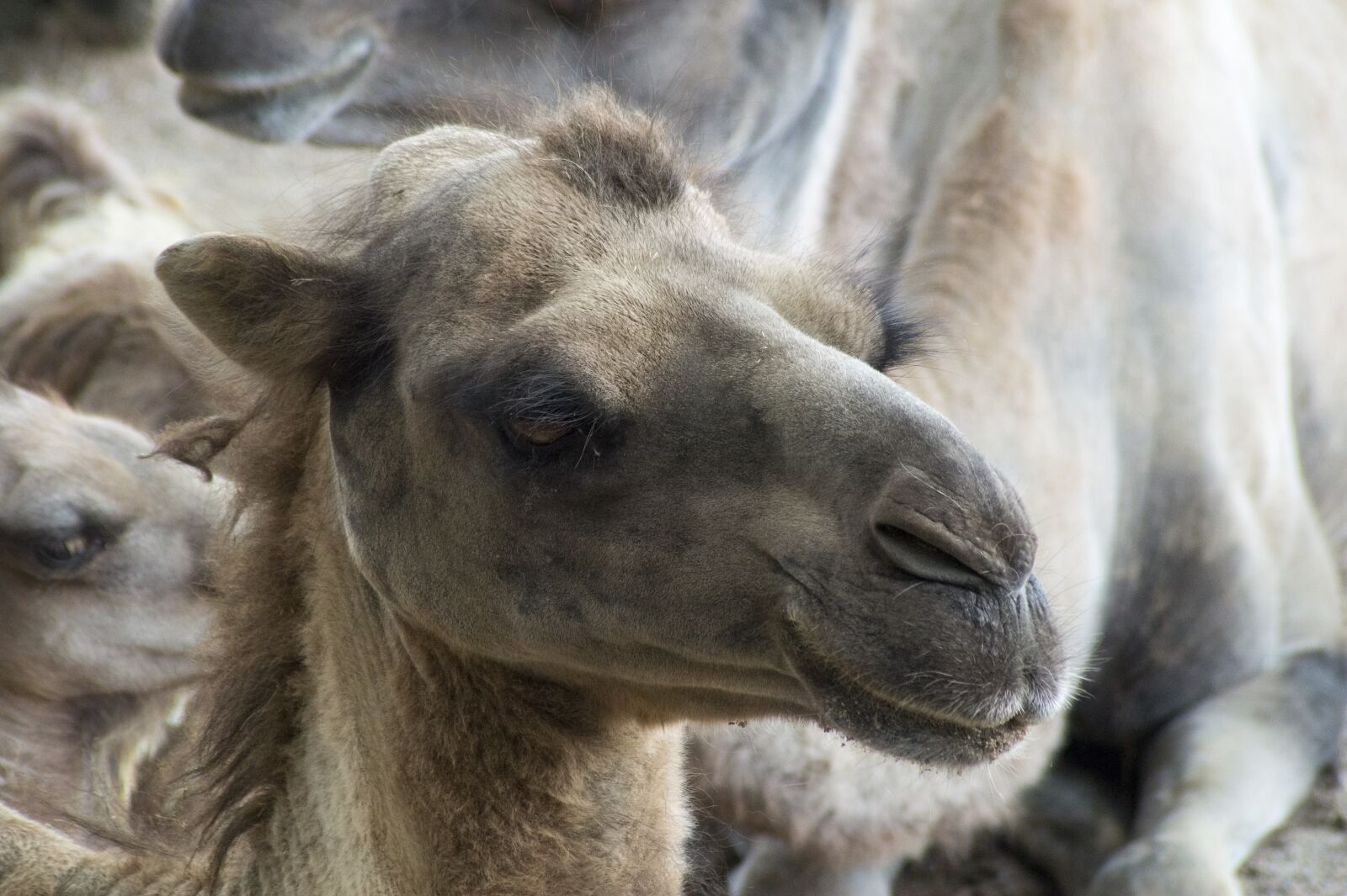 Sony SLT-A58 sample photo. Camel, desert, desert climate photography