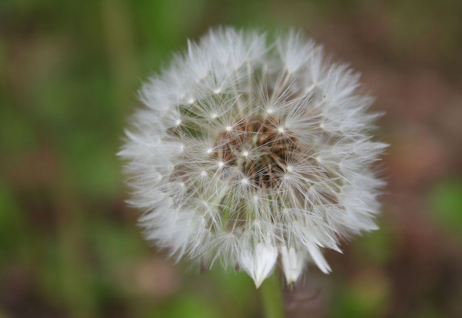 Canon EOS 350D (EOS Digital Rebel XT / EOS Kiss Digital N) sample photo. Dandelion, close up, infructescence photography