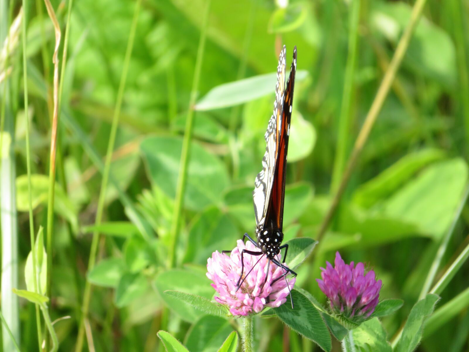 Canon PowerShot SX720 HS sample photo. Butterfly, insect, nature photography