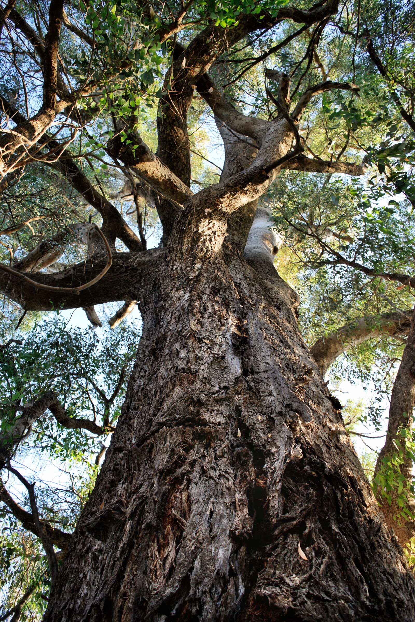 Nikon D3300 sample photo. Tree, tuart, mighty photography