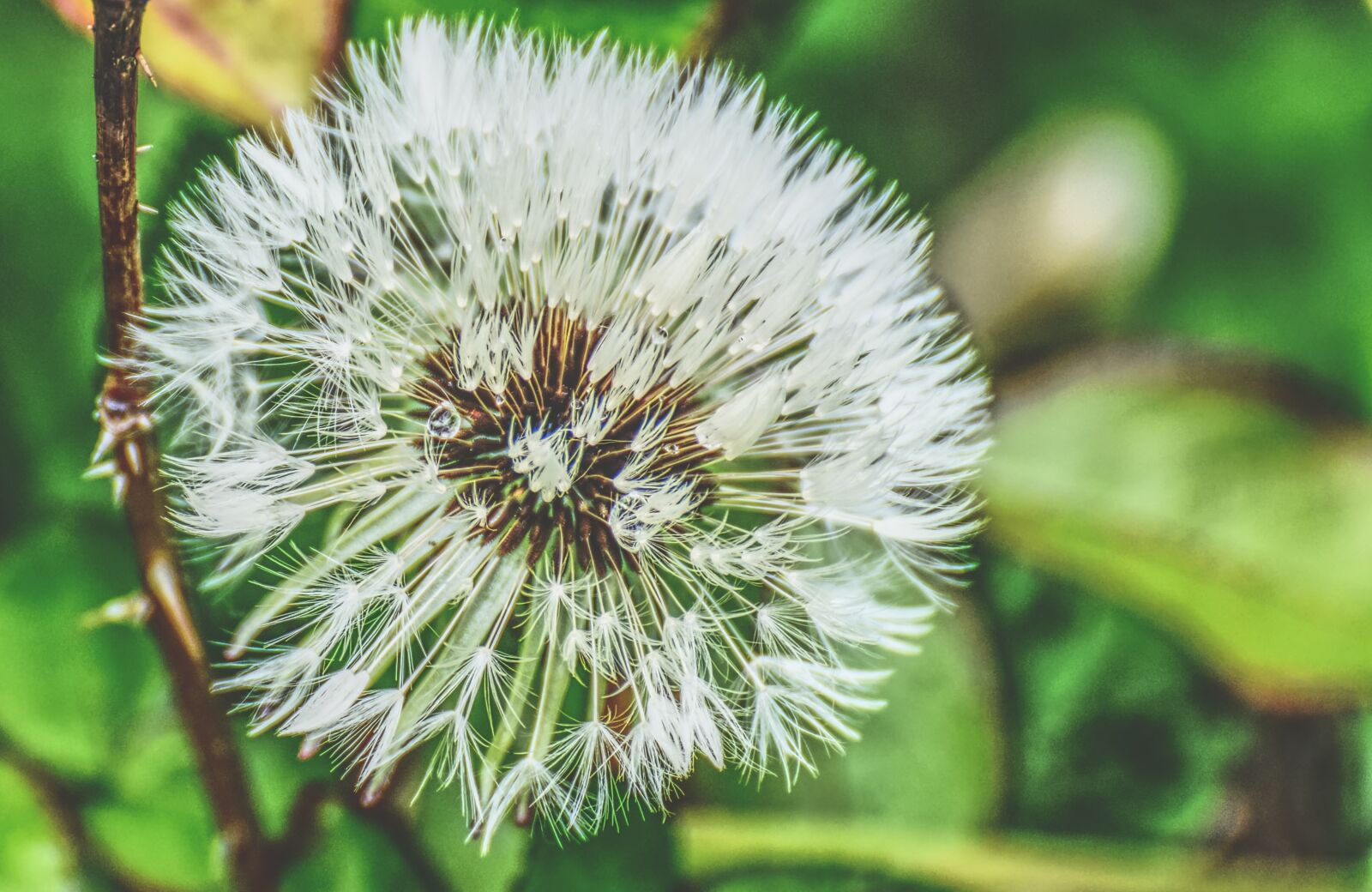 Nikon D7200 sample photo. Dandelion, plant, close up photography