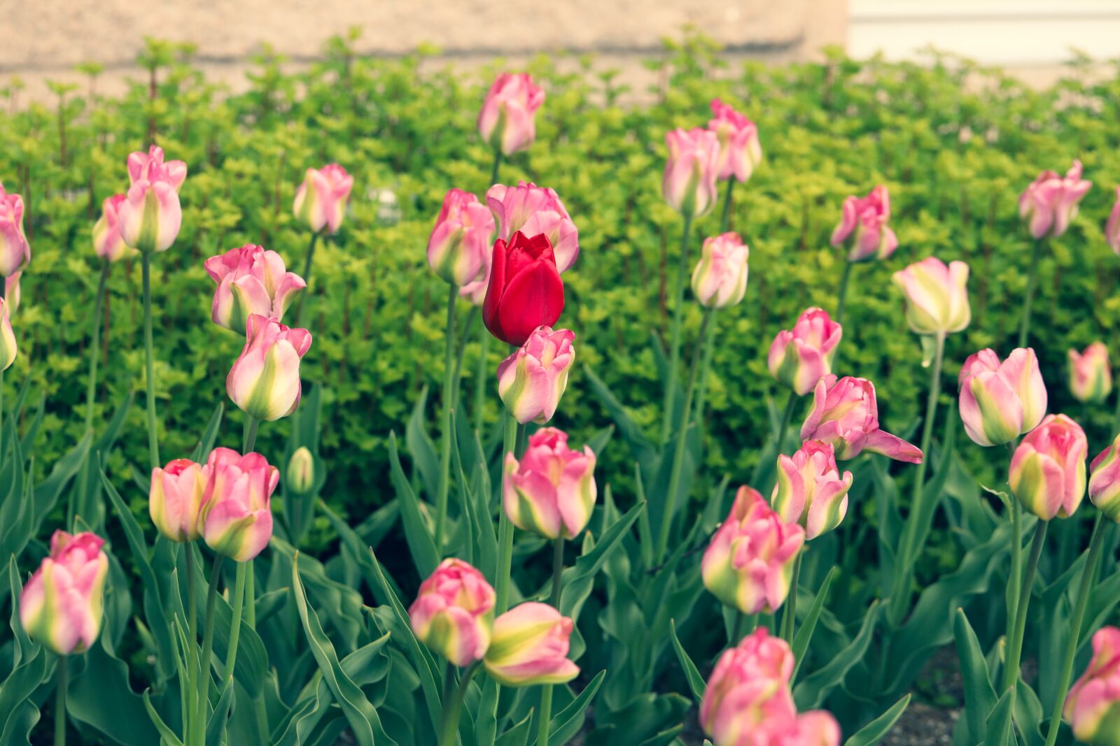 Canon EOS R sample photo. Tulip, flower, garden photography