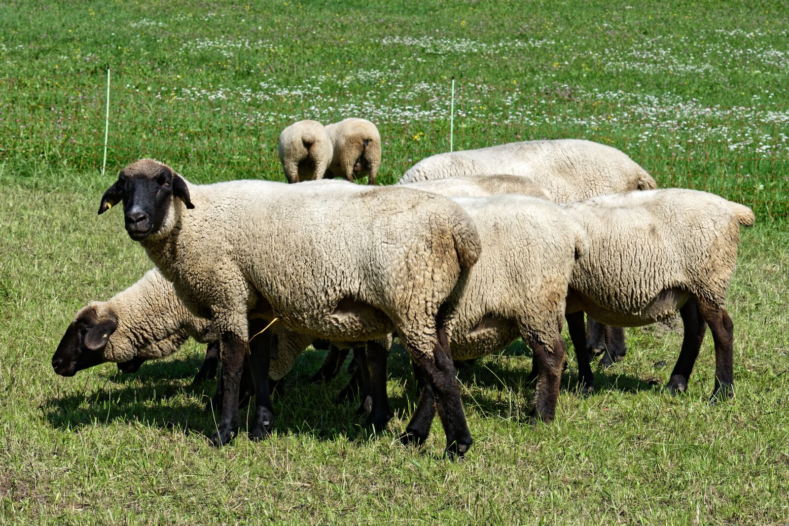 Nikon D7200 sample photo. Sheep, animals, wool photography