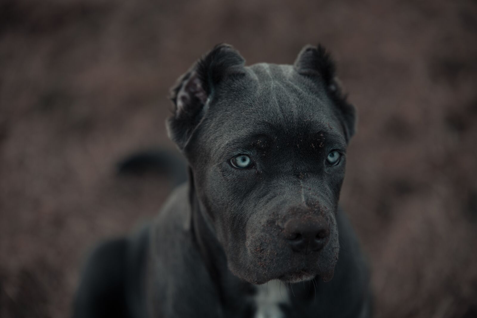 Canon EOS 6D sample photo. Bandog, puppy, blue eyes photography