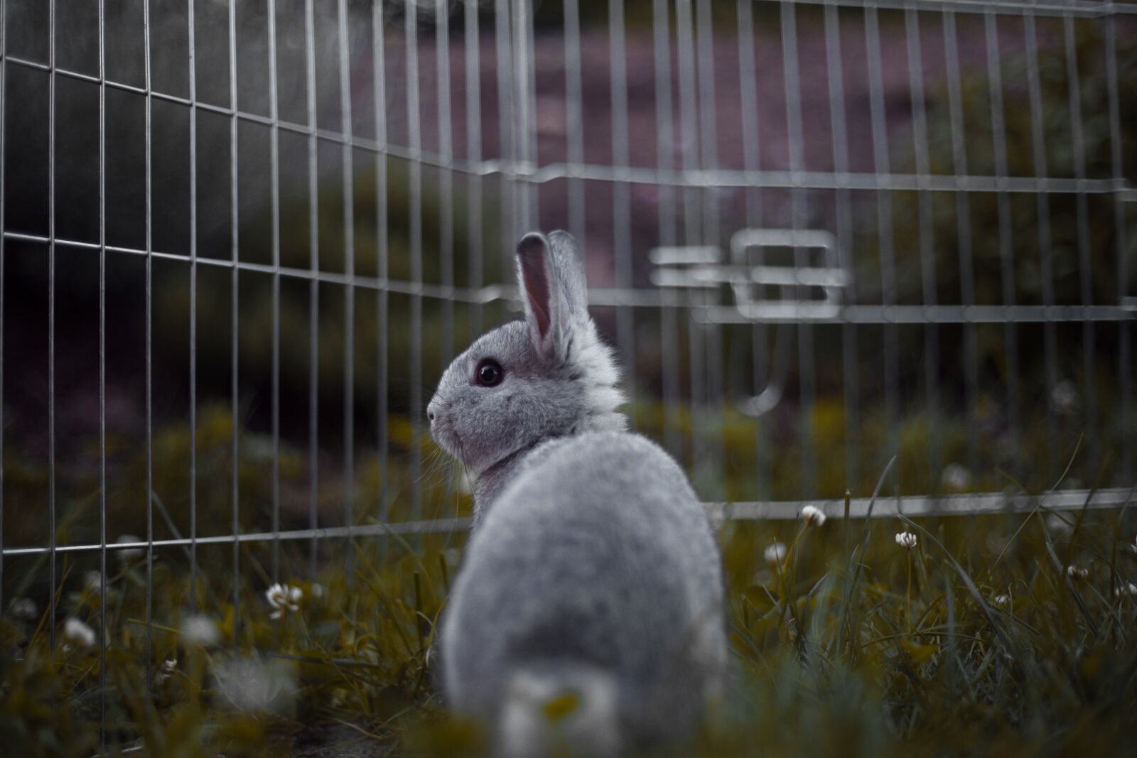 Canon EF 50mm F1.8 II sample photo. Rabbit, rodents, mammal photography