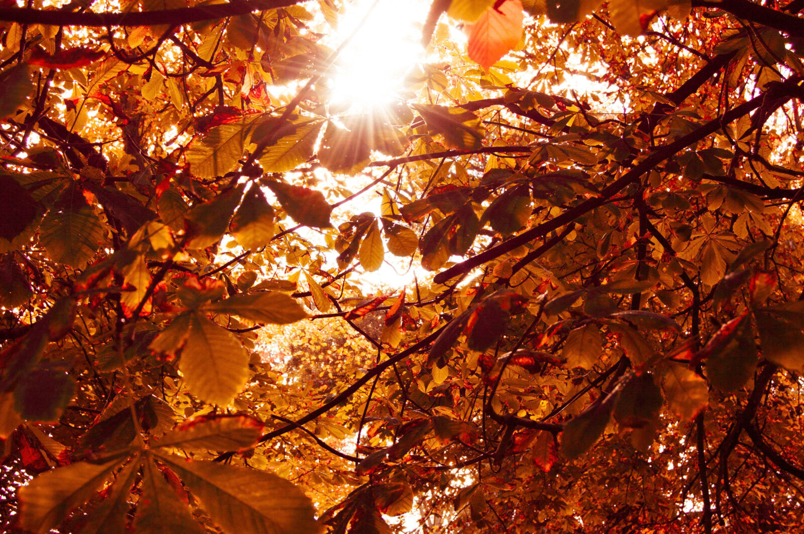 Nikon D3200 sample photo. Autumn, color, colour, colourful photography