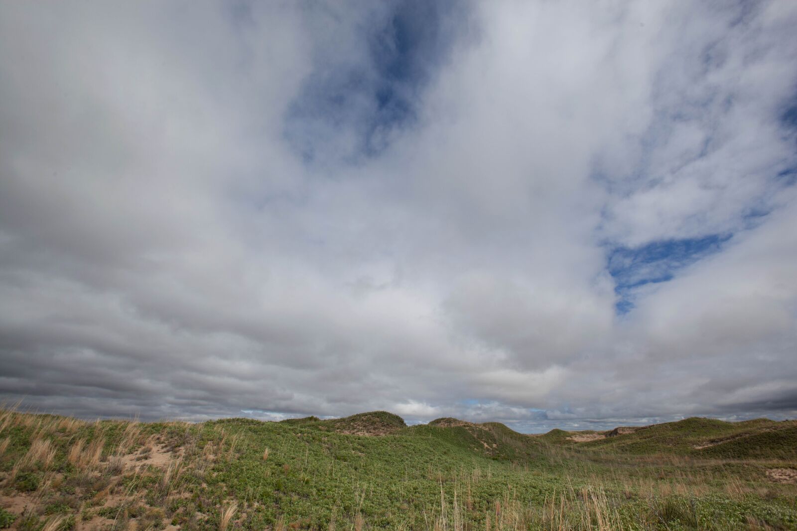 Canon EOS 5D Mark II sample photo. Desert, grass, shinnery, oak photography