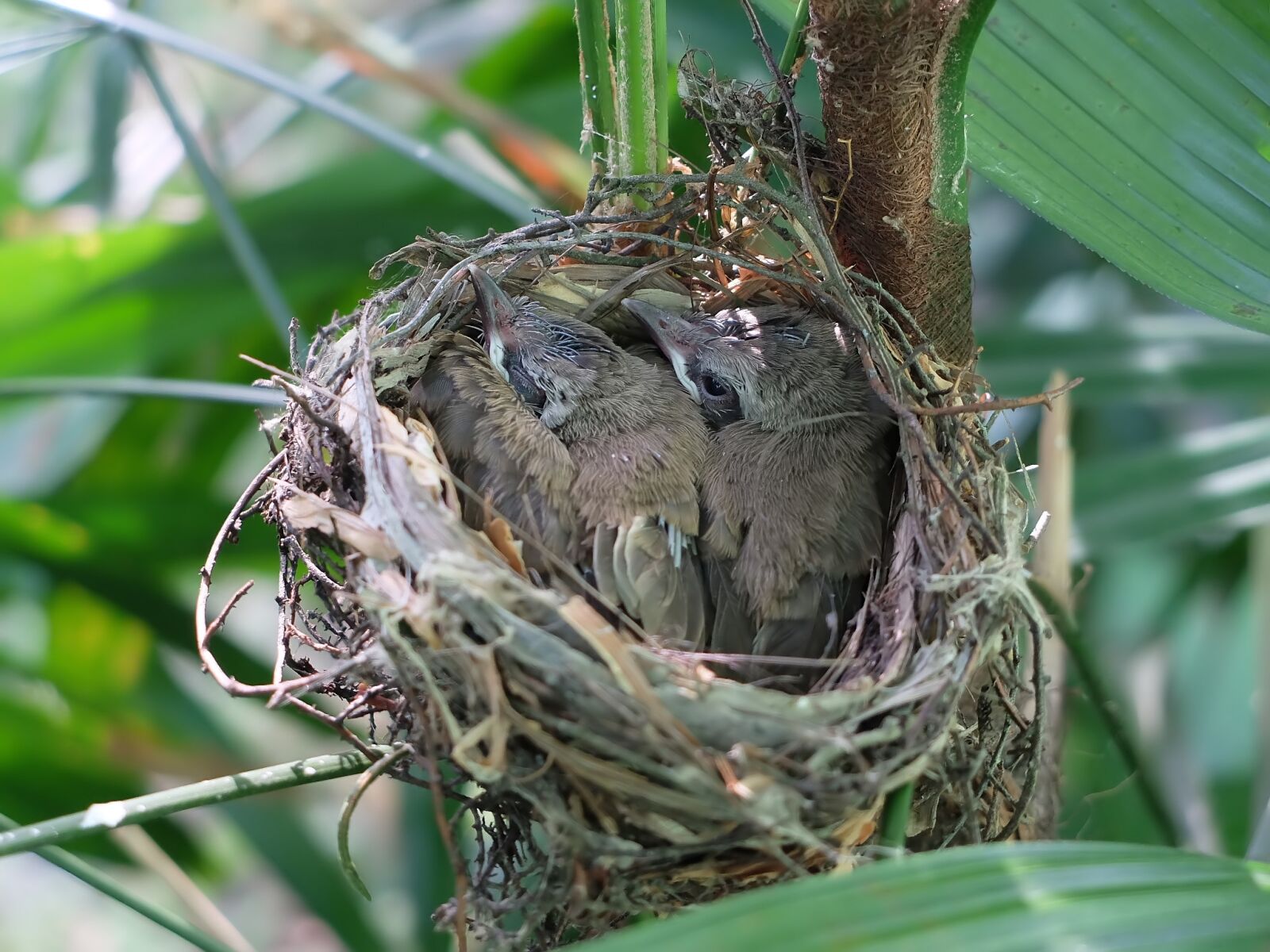 Fujifilm X30 sample photo. Nest, bird, nature photography