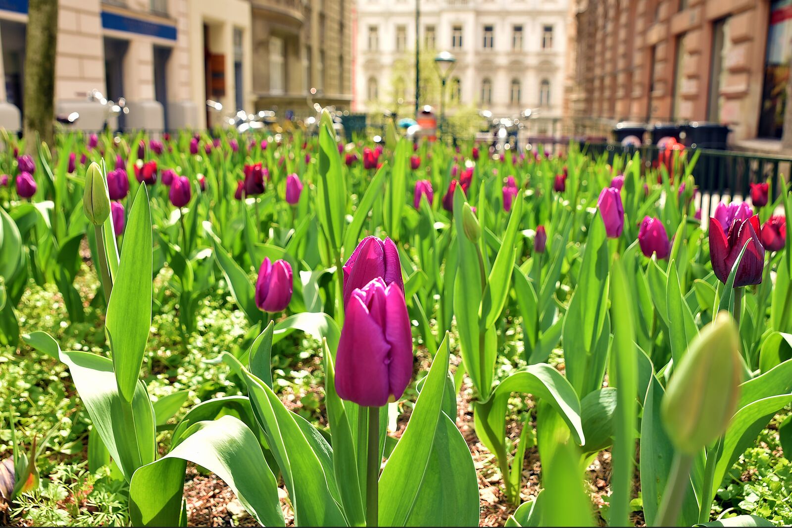 Nikon D750 sample photo. Tulip, flower, purple photography