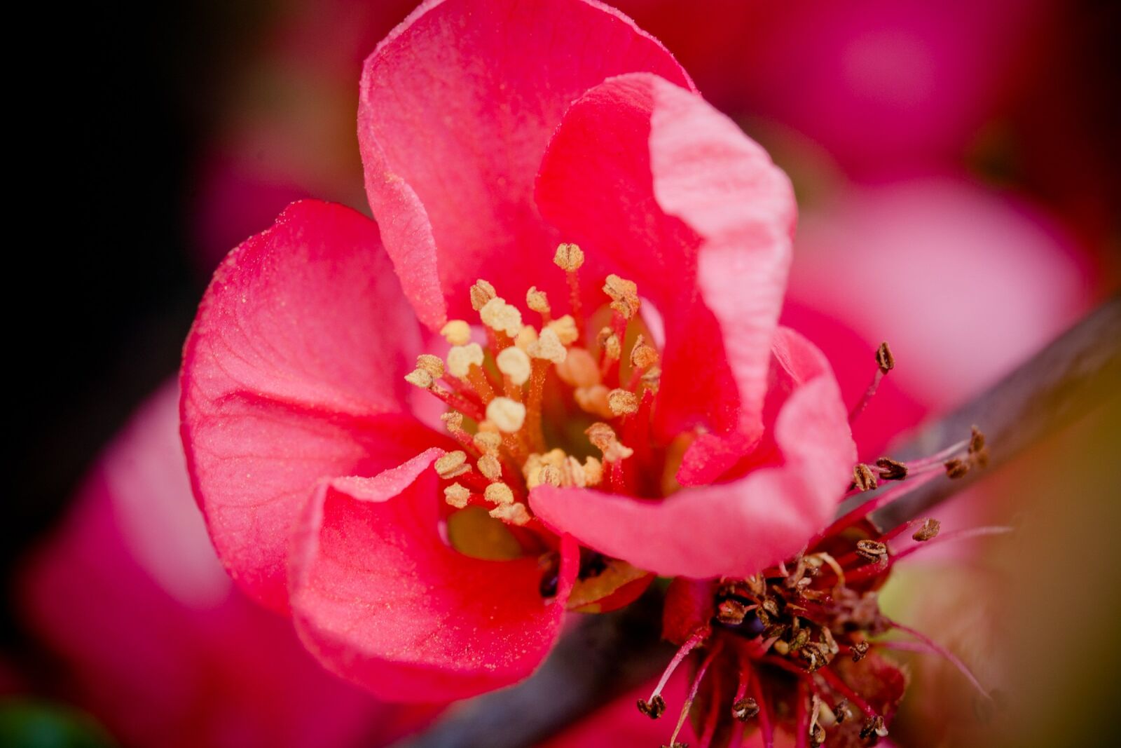 Nikon D7100 sample photo. Quince flower, blossom, bloom photography