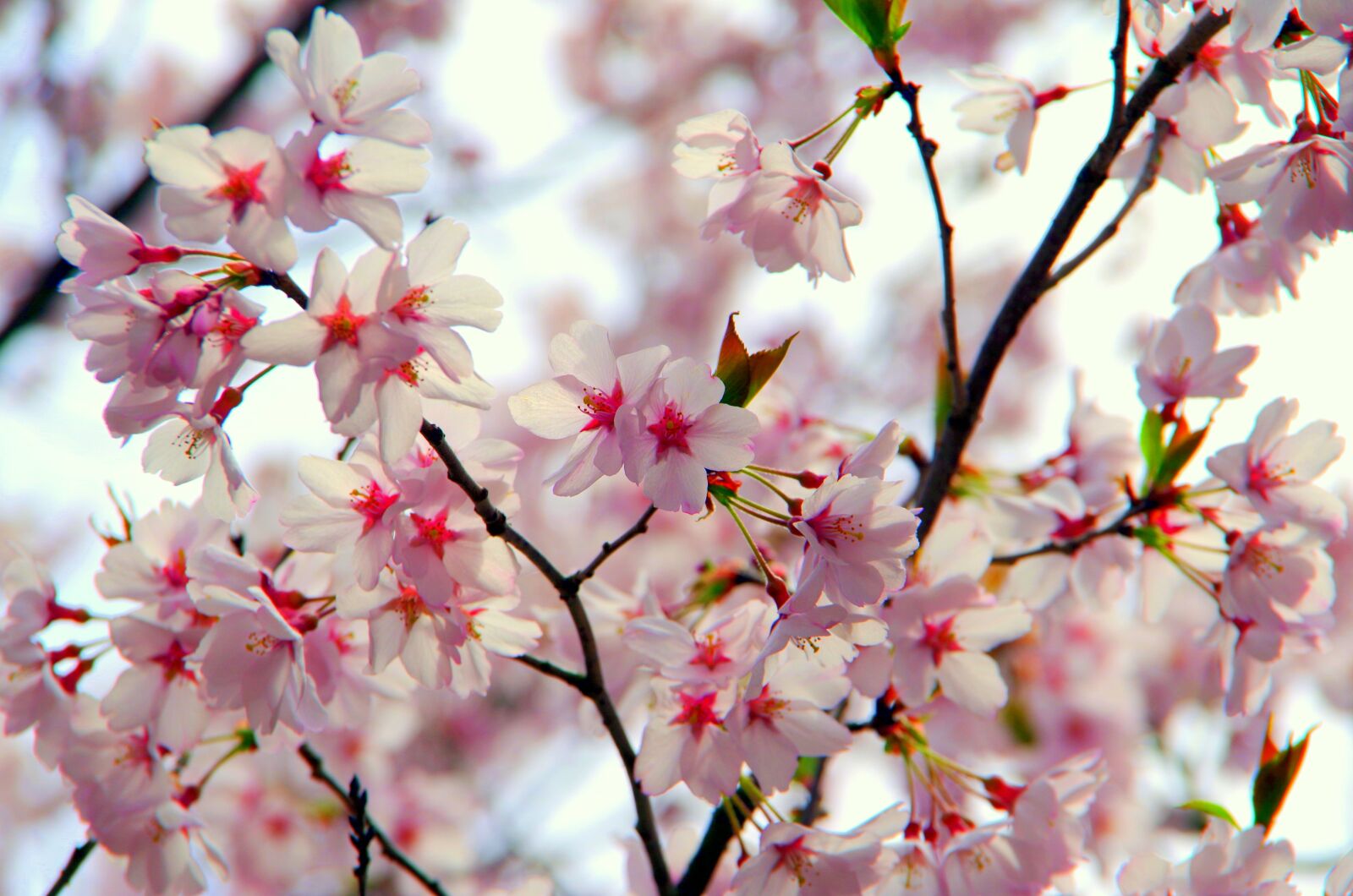 Pentax K-30 sample photo. Flowers, cherry, branch photography