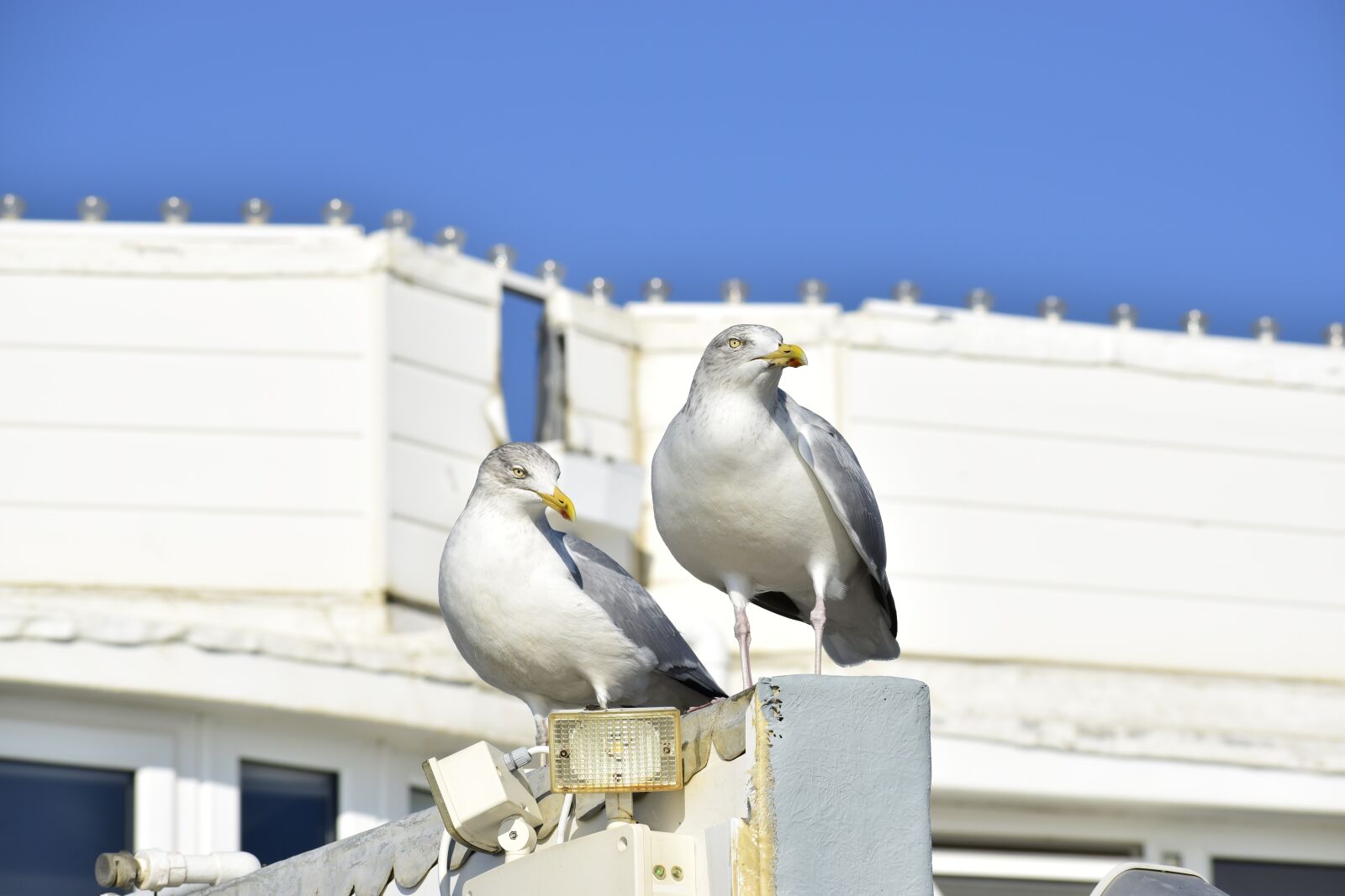 Nikon D5300 sample photo. Bird, birds, animal photography