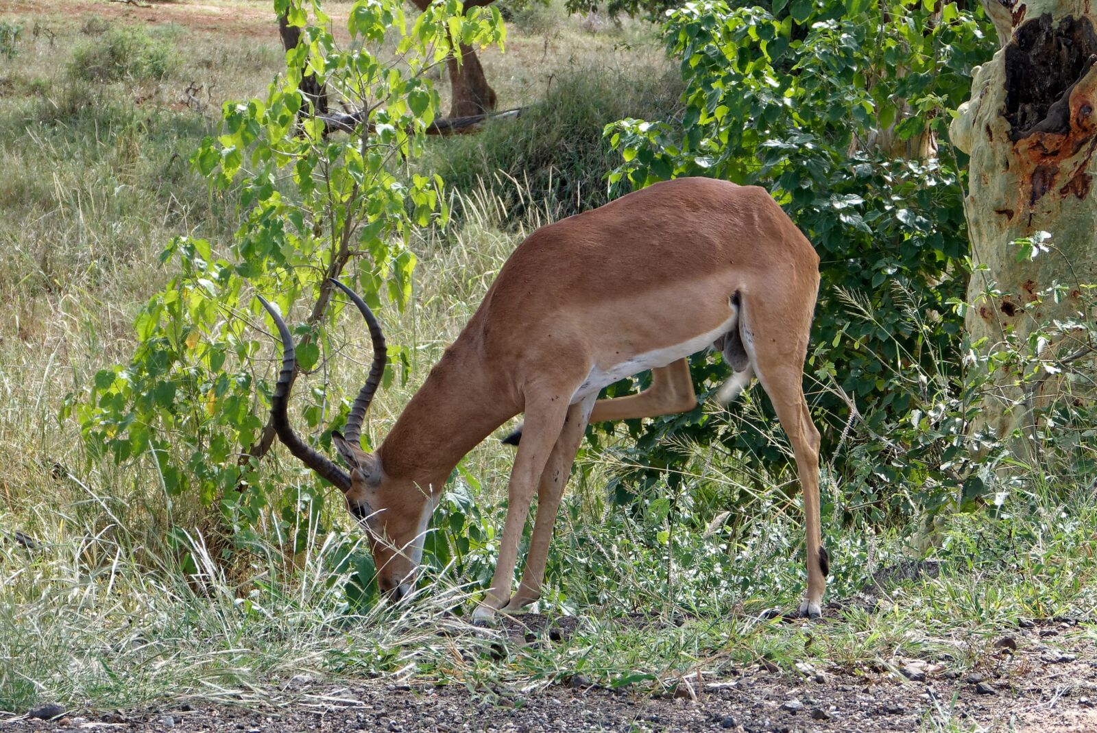 Panasonic Lumix DMC-FZ150 sample photo. Africa, kruger park, antelope photography