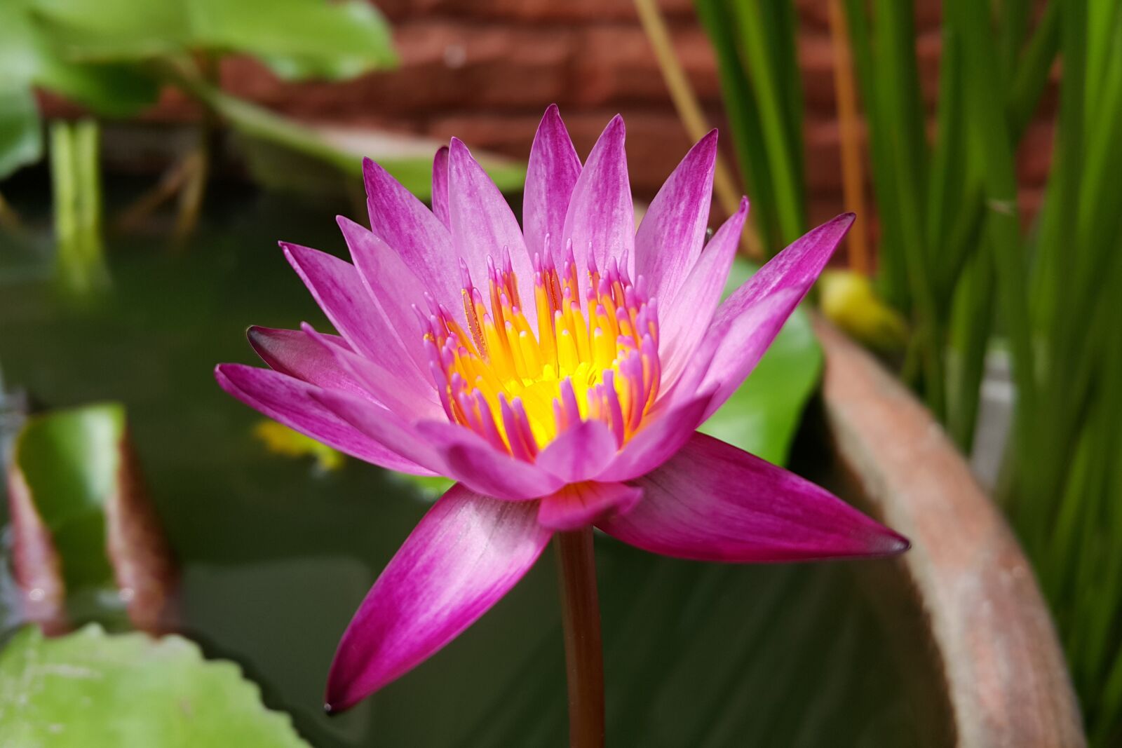 Samsung Galaxy Note4 sample photo. Pink lotus, water lily photography
