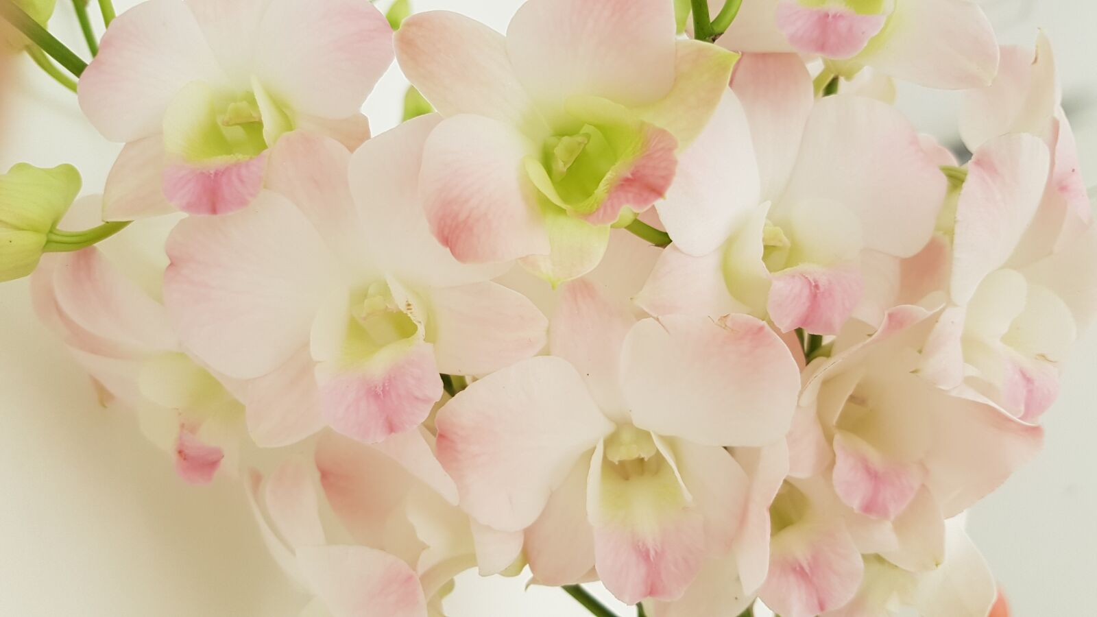Samsung Galaxy S7 sample photo. Flower, orchid, pink photography