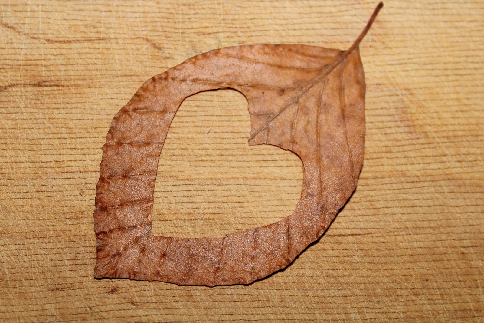 Canon EOS 1200D (EOS Rebel T5 / EOS Kiss X70 / EOS Hi) sample photo. Heart, cut, leaf photography