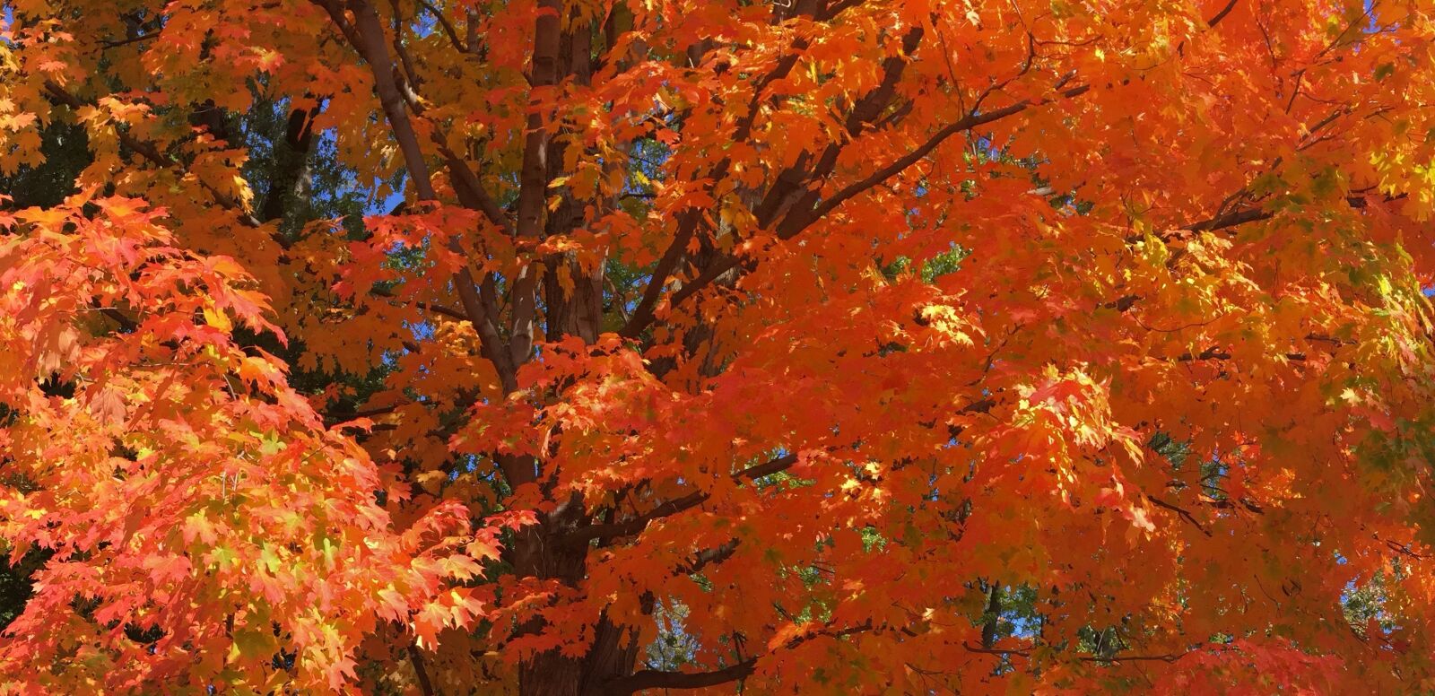 iPhone 6 Plus back camera 4.15mm f/2.2 sample photo. Fall, leaves, golden autumn photography