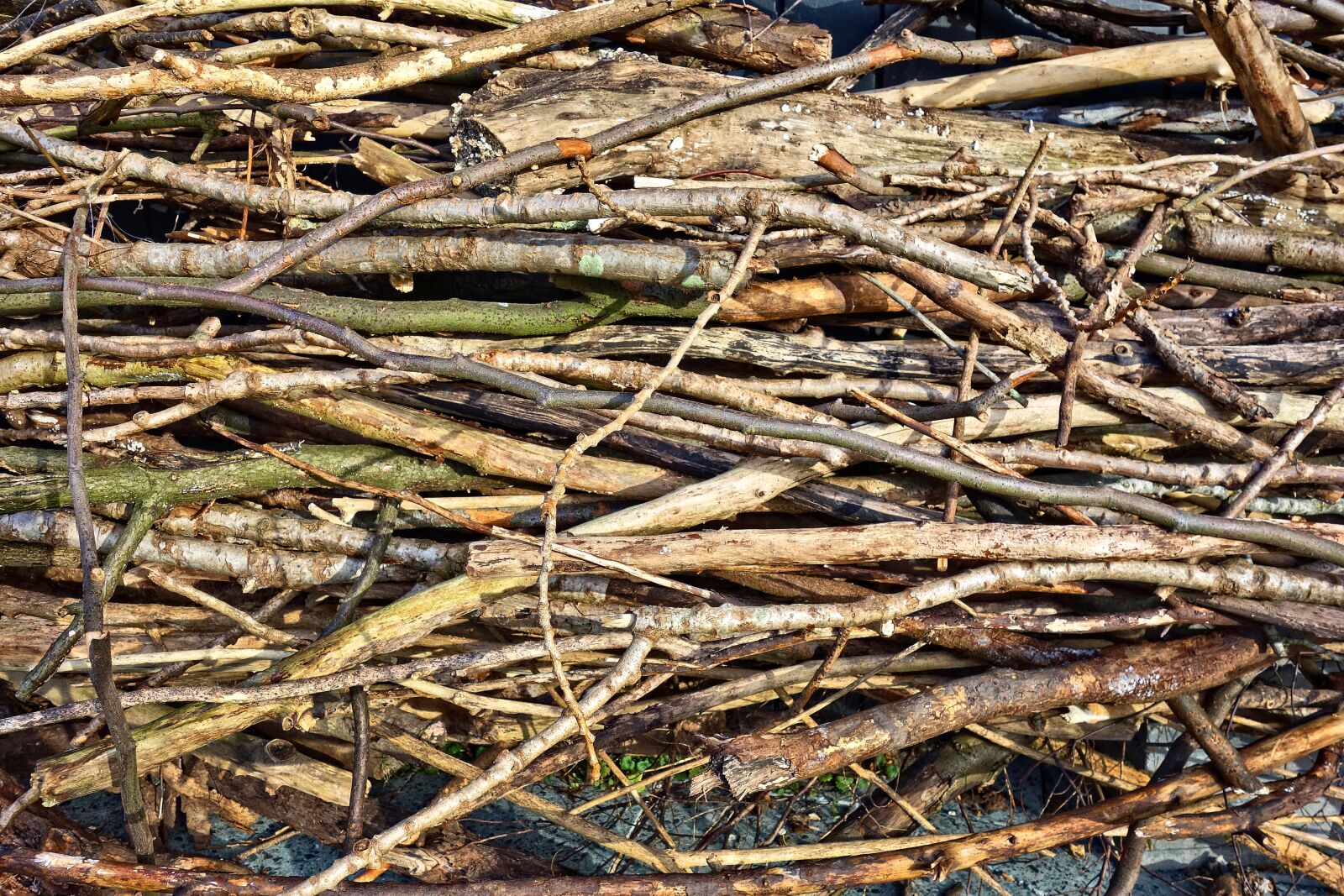 Sony Cyber-shot DSC-RX100 sample photo. Wood, chopped, branches photography