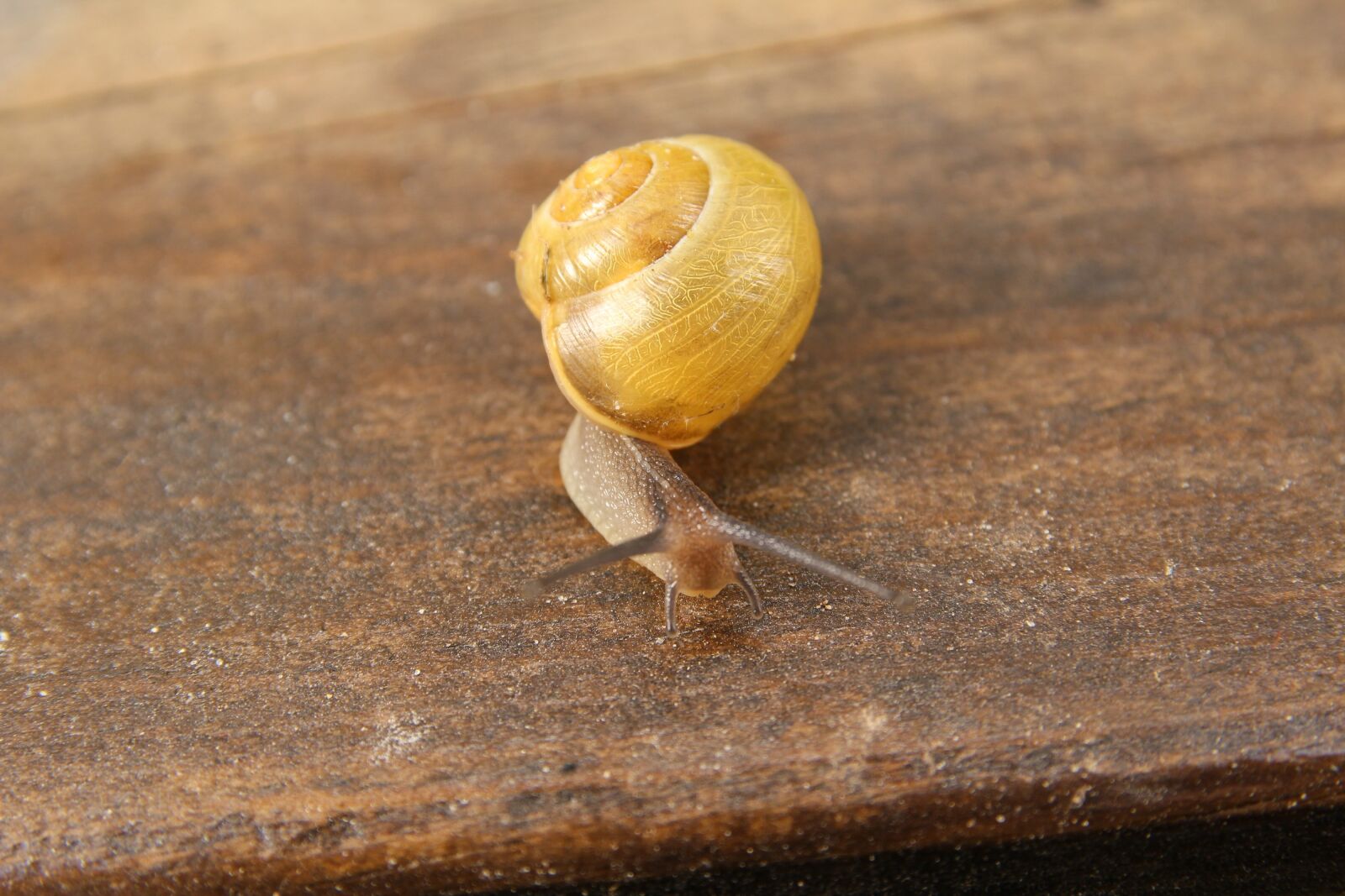 Canon EOS 600D (Rebel EOS T3i / EOS Kiss X5) sample photo. Snail, macro, shell photography