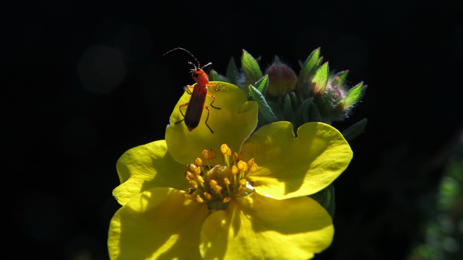 Canon PowerShot G15 sample photo. Tip beetle, five finger photography