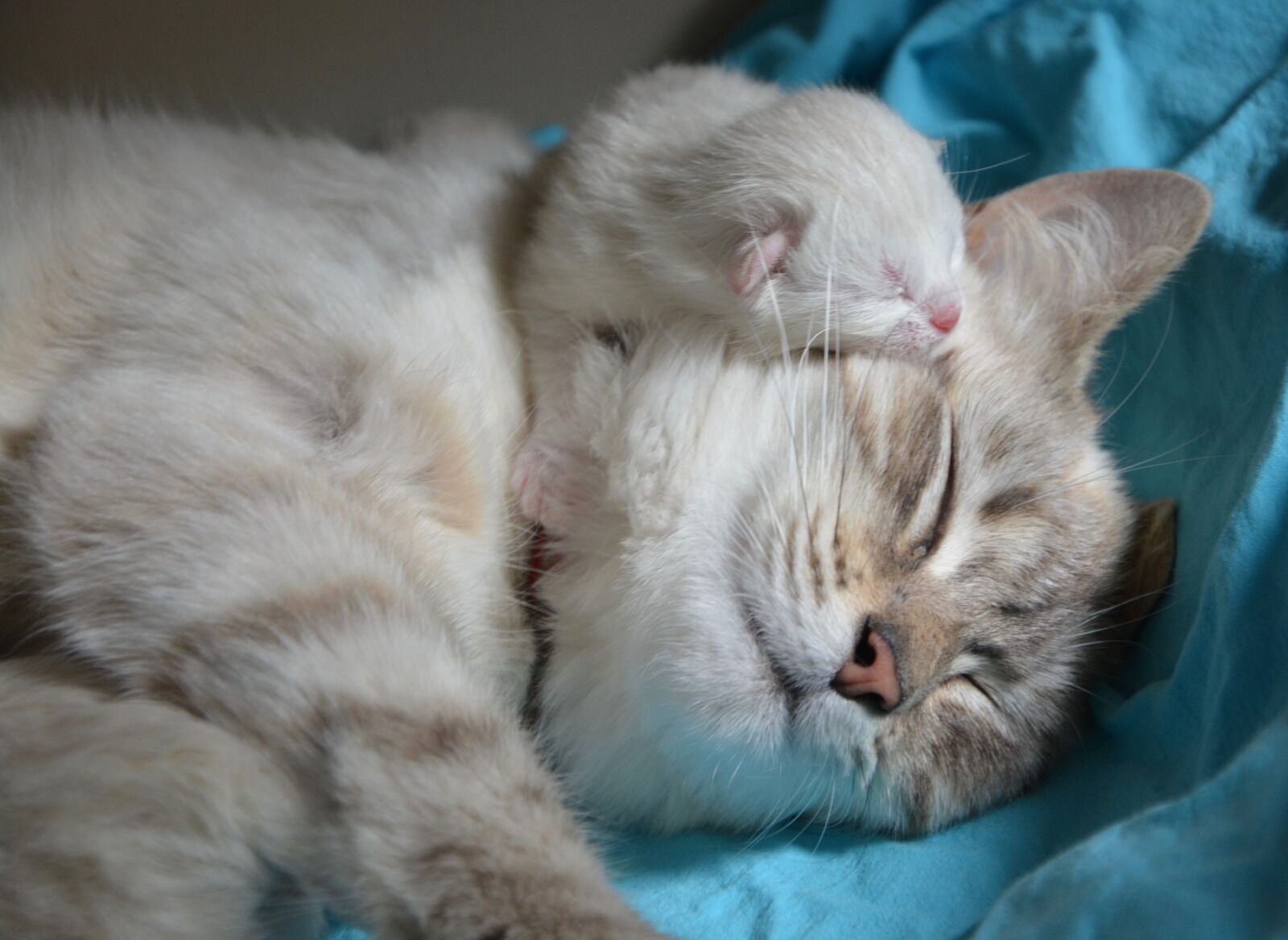 Nikon D5200 sample photo. Kitten with mom, pussy photography