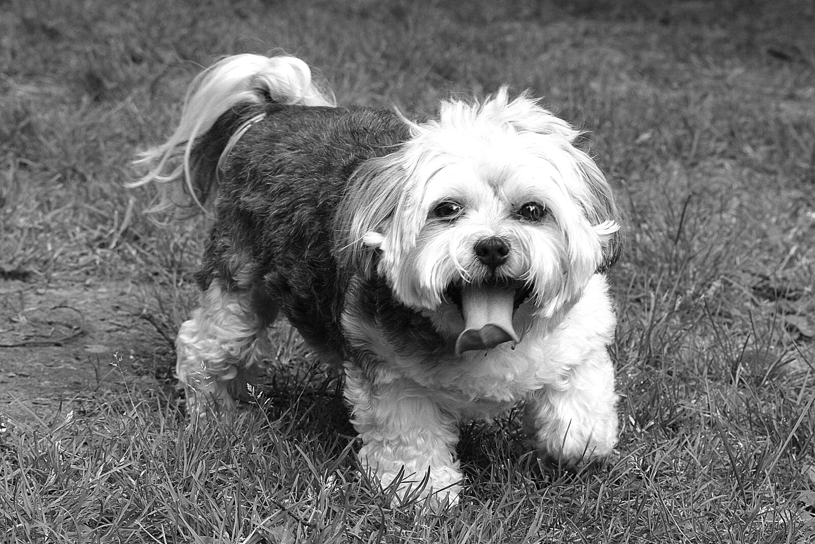 Nikon D5300 sample photo. Dog, animal, mammal photography