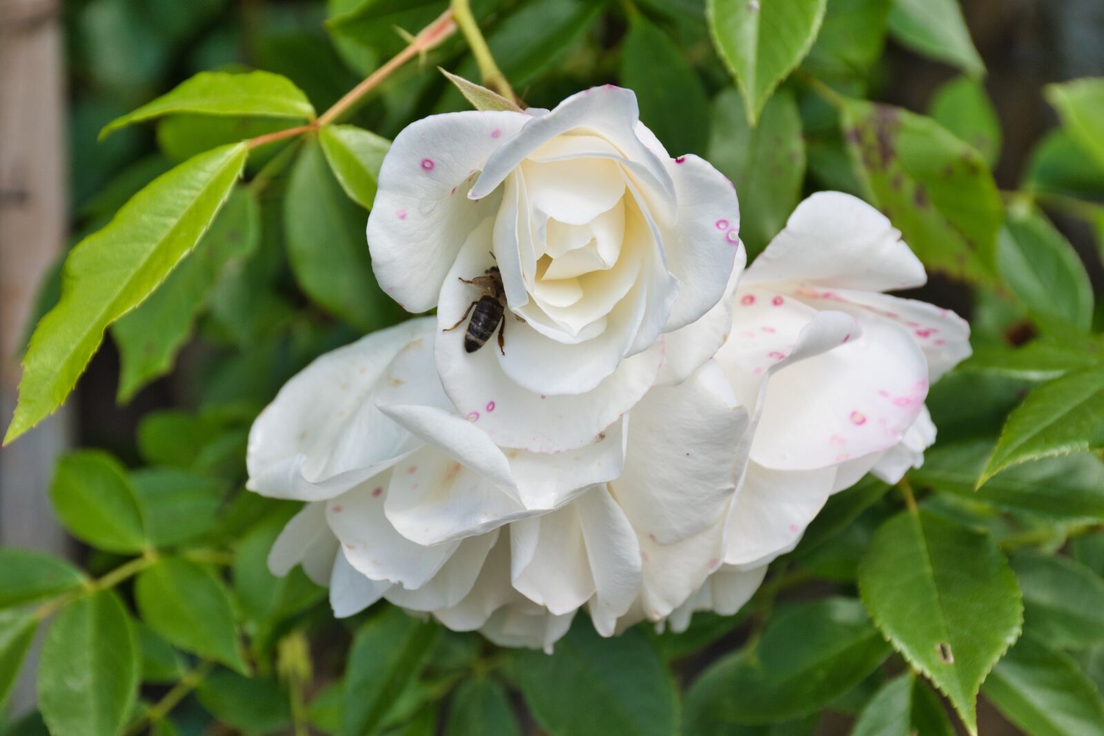 Nikon D5600 sample photo. Beautiful, plant, flower photography