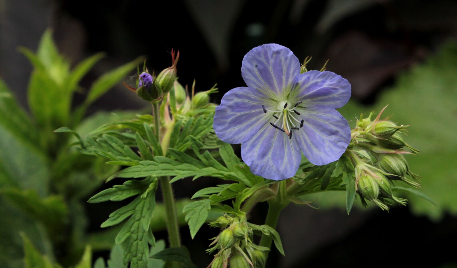 Canon EOS 600D (Rebel EOS T3i / EOS Kiss X5) sample photo. Geranium ' mrs kendall photography